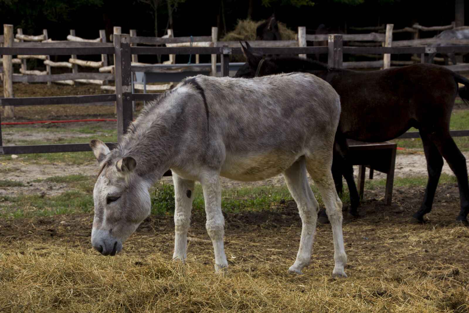 Canon EOS 60D sample photo. Hungary, donkey, tourism photography