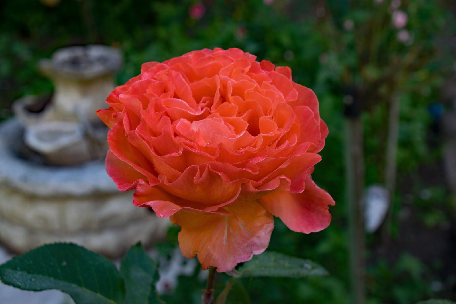 Nikon D5300 sample photo. Rose, tea time, floribunda photography