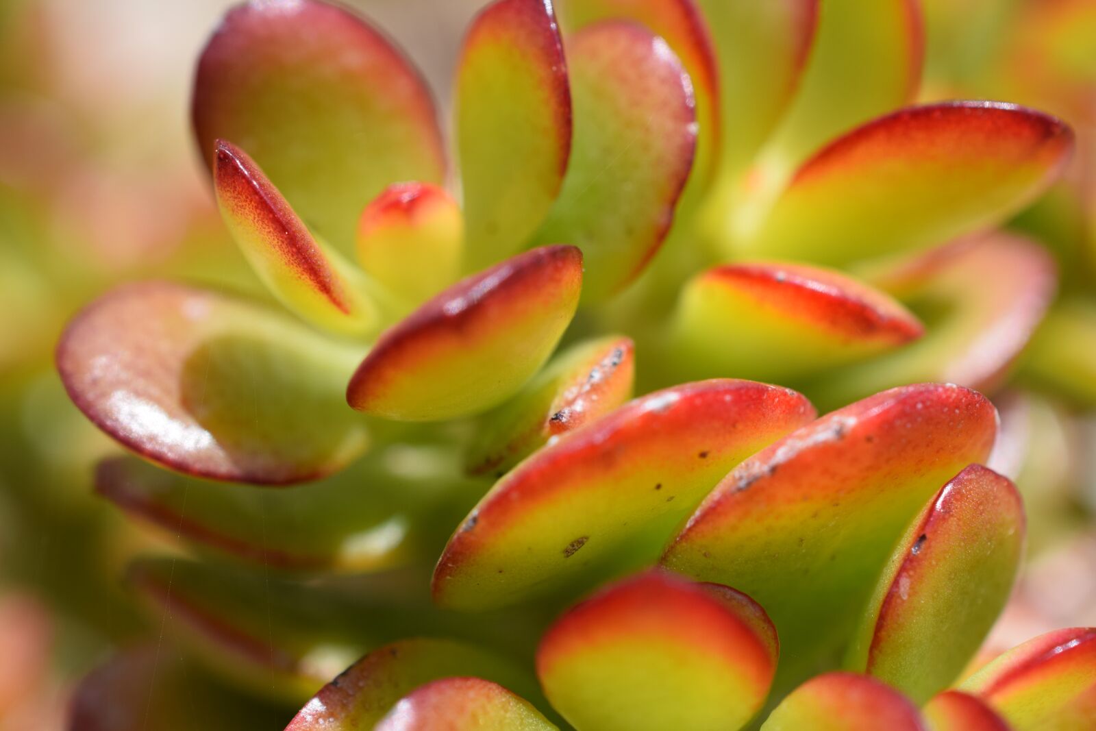 Nikon D5300 sample photo. Cactus, green, plant photography