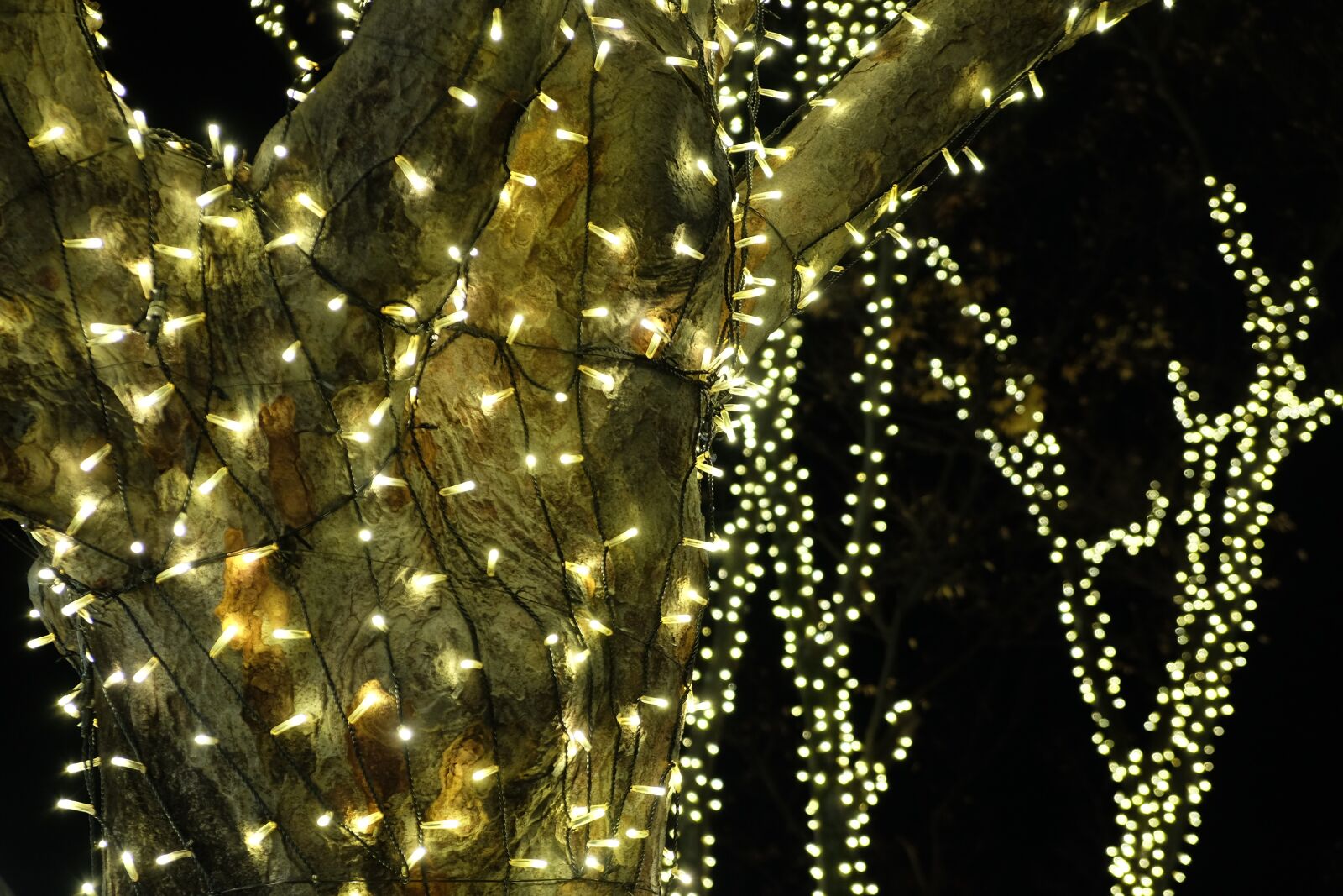 Fujifilm X-T10 sample photo. Illumination, beautiful, tree photography