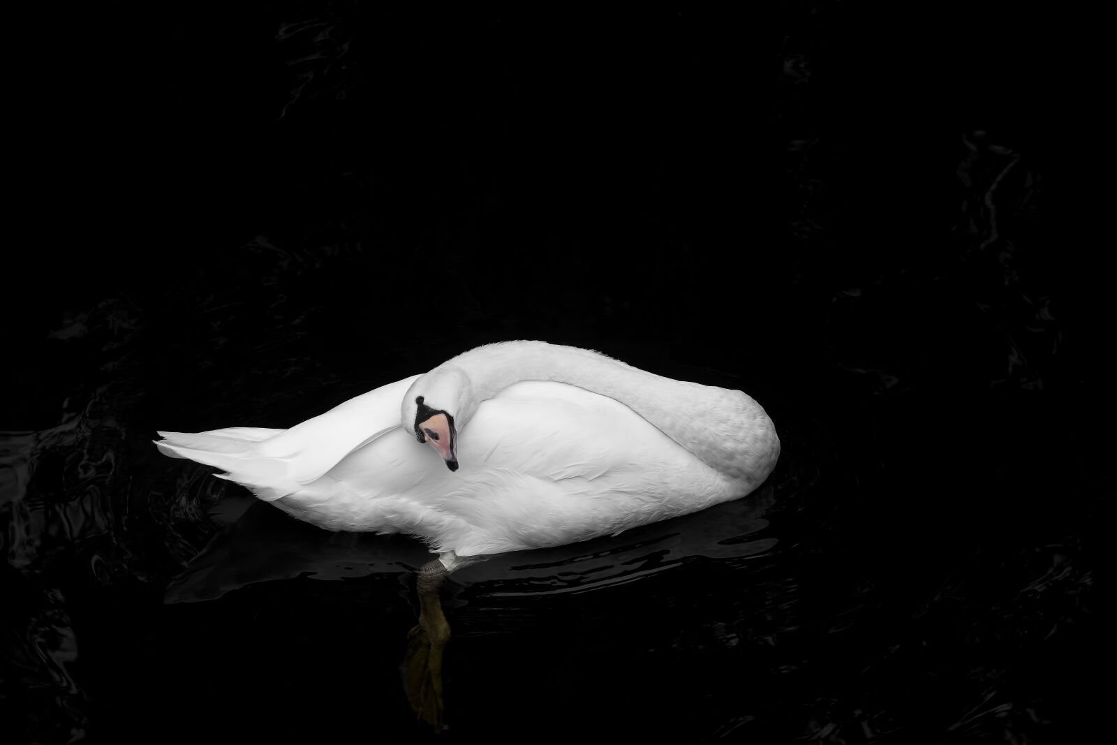 Nikon D7100 sample photo. Swan, more, water photography