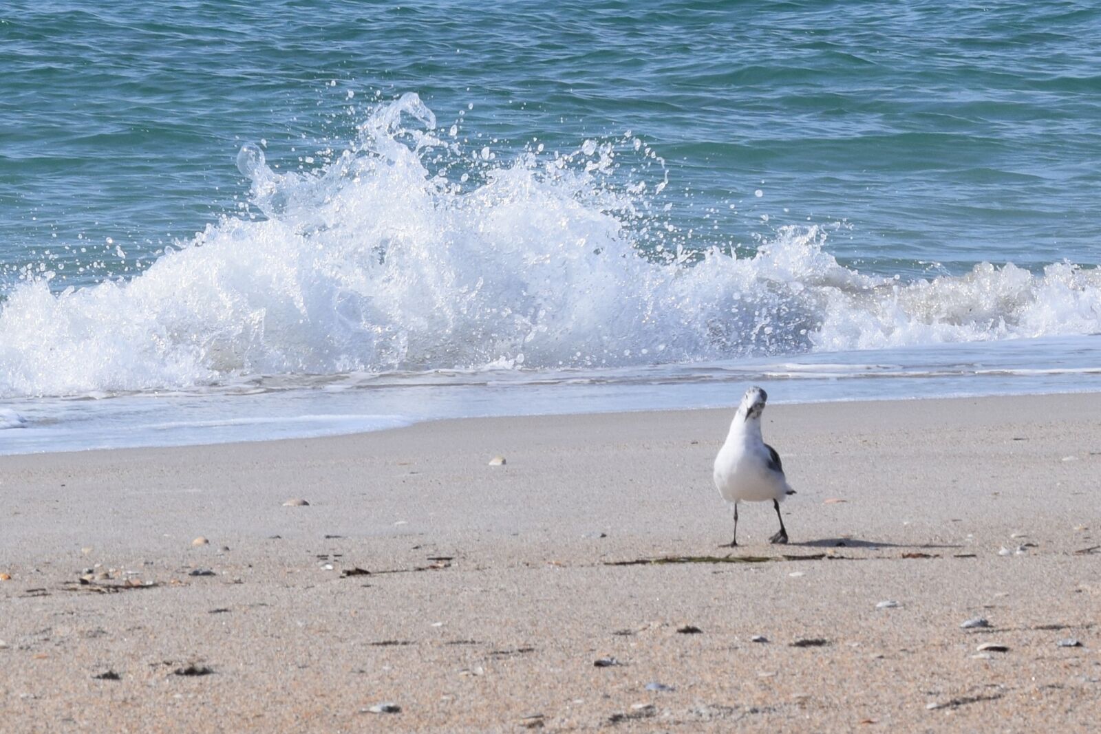 Nikon D3300 sample photo. Sea, beach, ocean photography