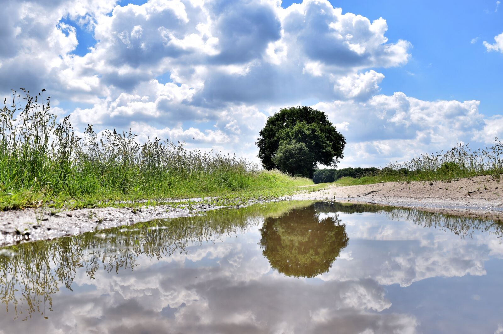Nikon D3300 sample photo. Puddle, mirroring, tree photography