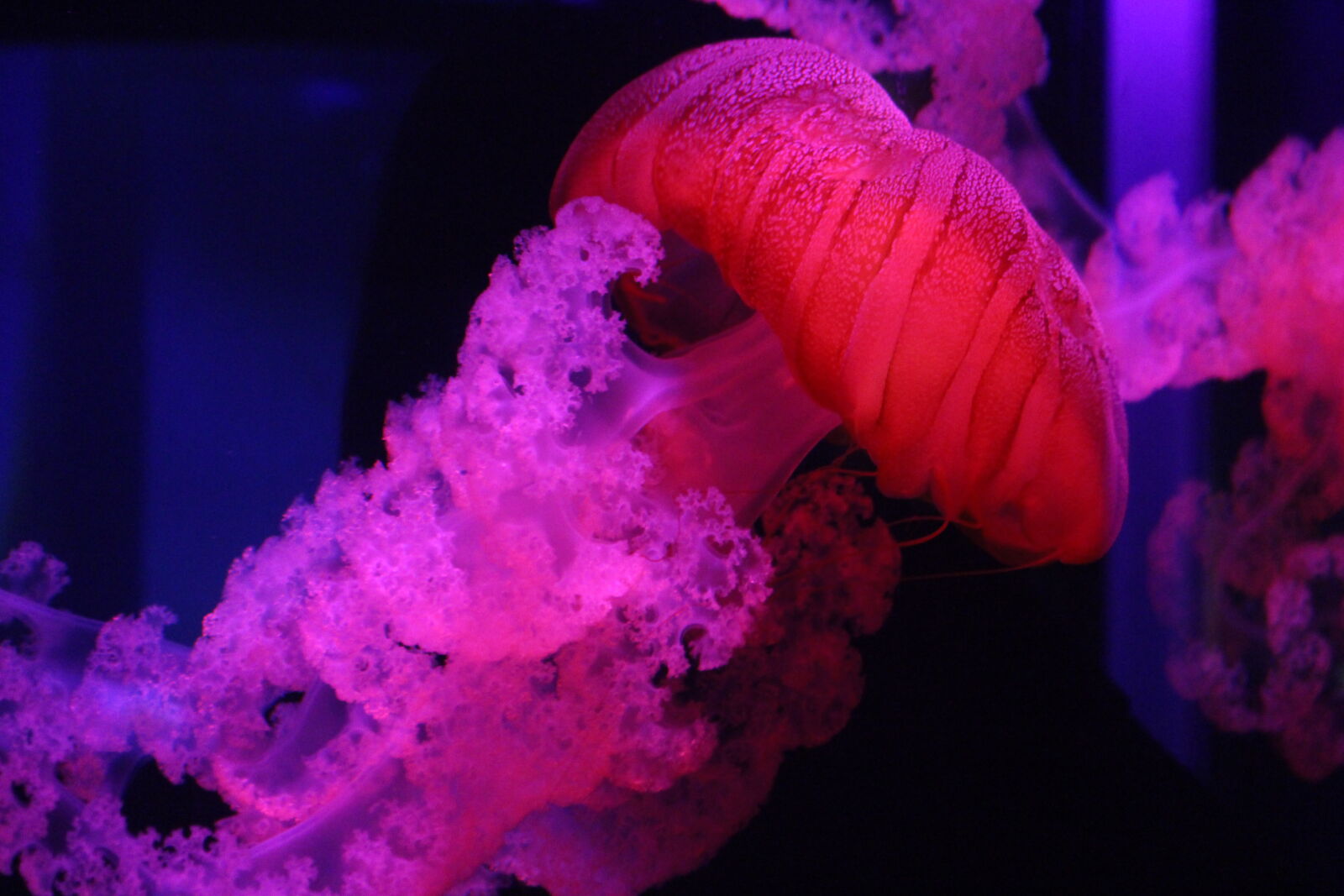 Canon EOS 700D (EOS Rebel T5i / EOS Kiss X7i) sample photo. Colorful, fish, jelly, jellyfish photography