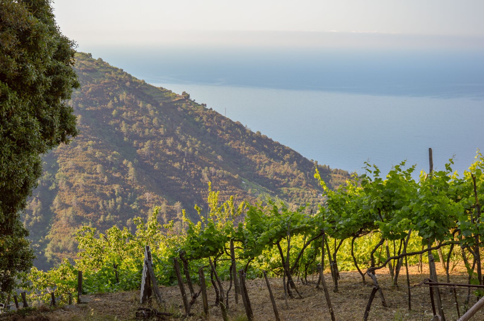 Nikon D3200 sample photo. Vineyard, liguria, bunch of photography