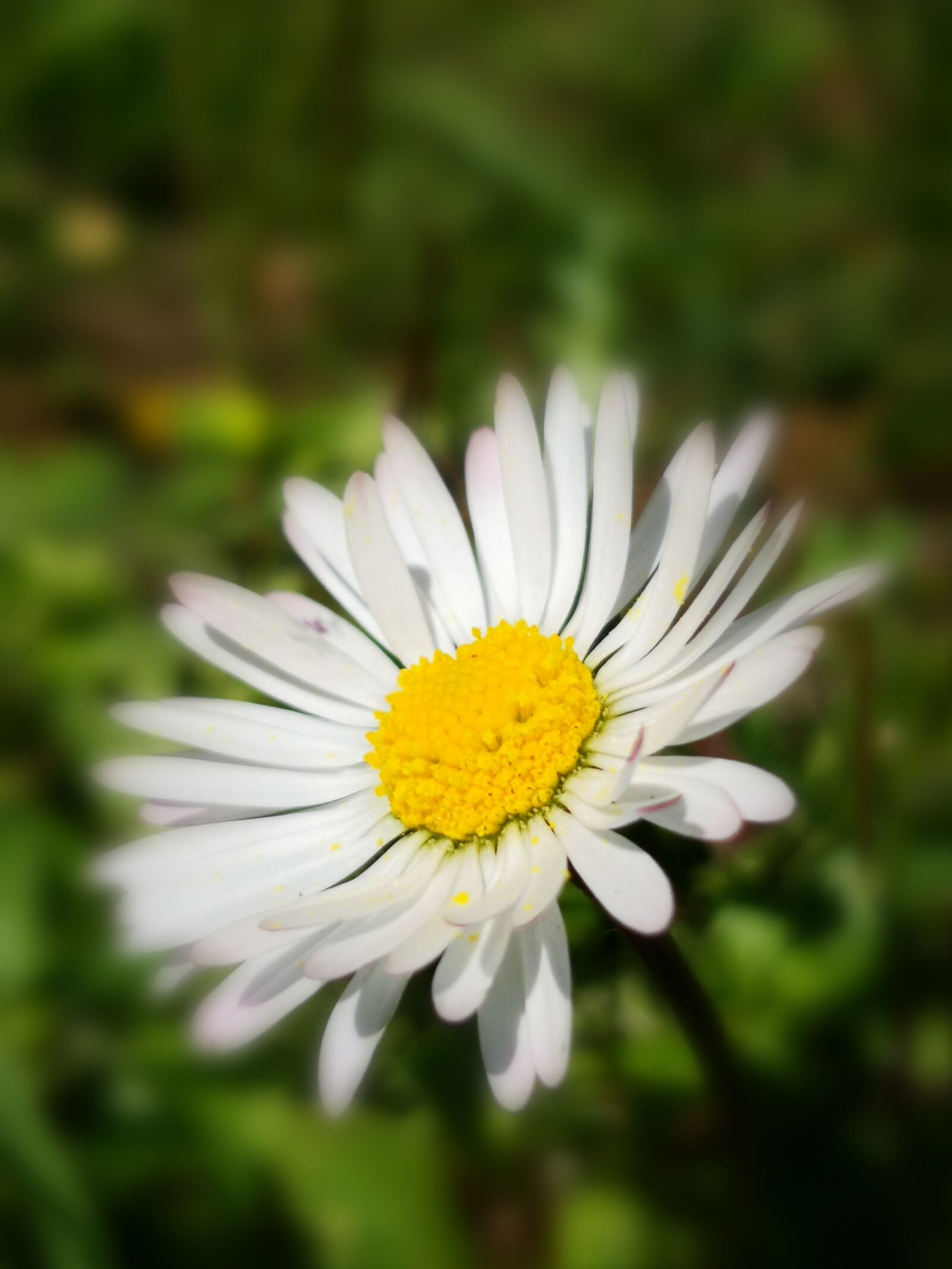 HUAWEI Mate 10 Pro sample photo. Flower, daisy, yellow photography