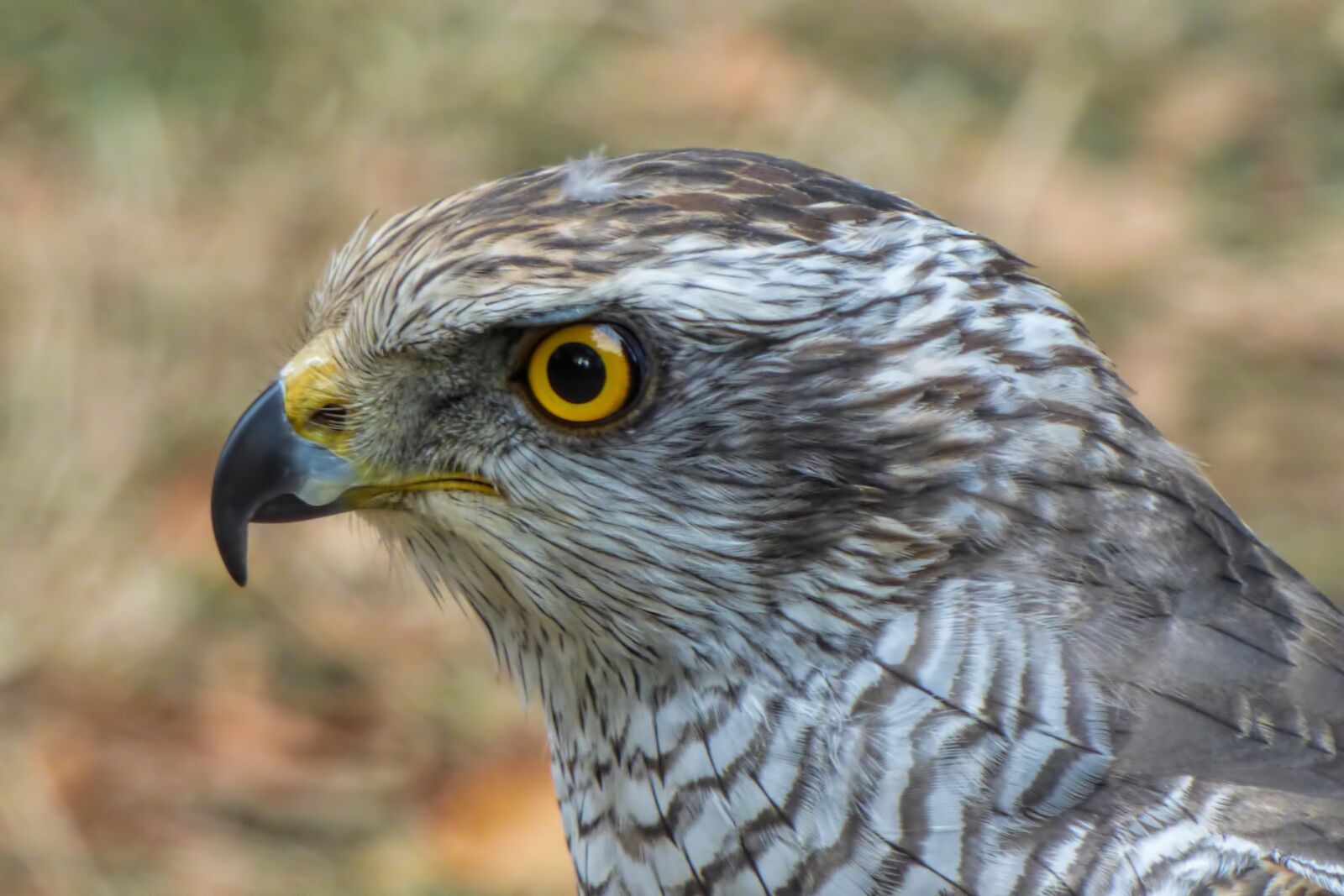 Panasonic DMC-FZ72 sample photo. Falcon, bird of prey photography
