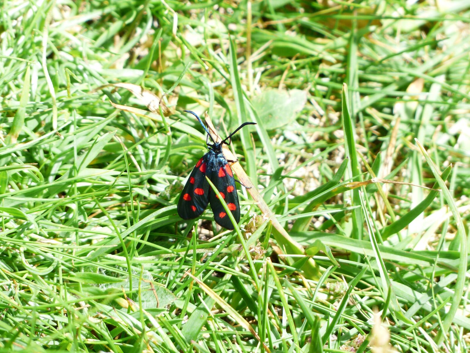 Panasonic Lumix DMC-FZ200 sample photo. Butterfly, red, black photography
