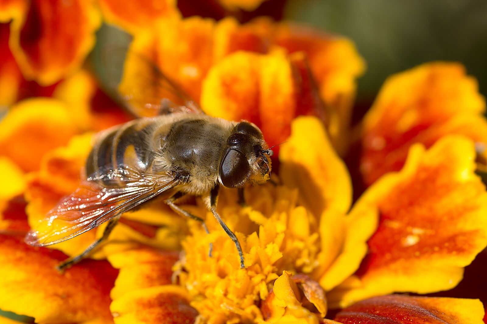Sony SLT-A77 sample photo. Marigold, flower, mist bee photography