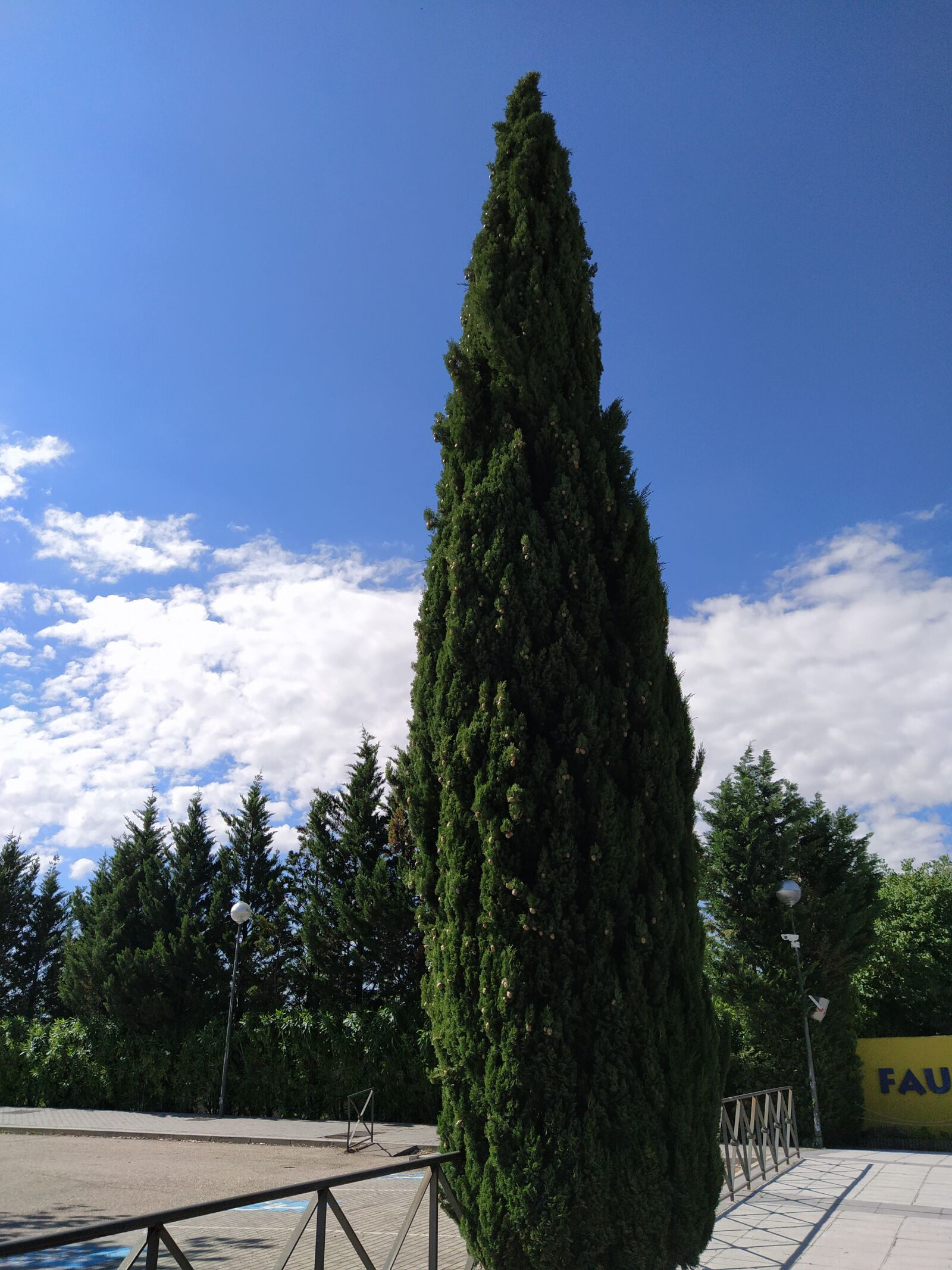 Xiaomi Mi A3 sample photo. Park, cypress, city photography