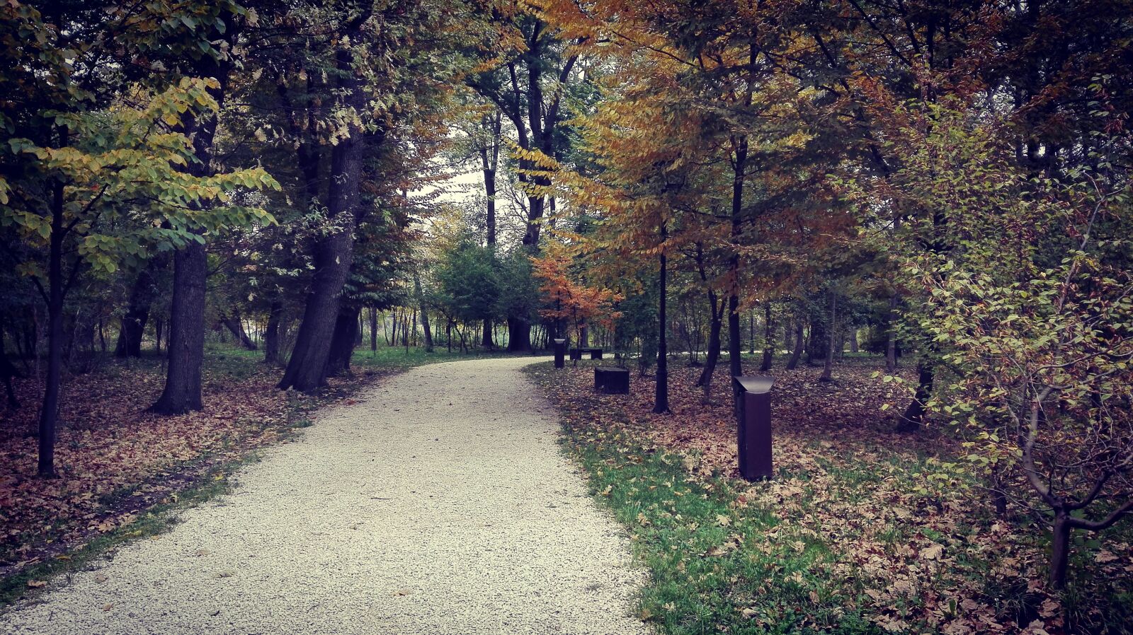 HUAWEI P8 Lite sample photo. Autumn, leaf, forest photography