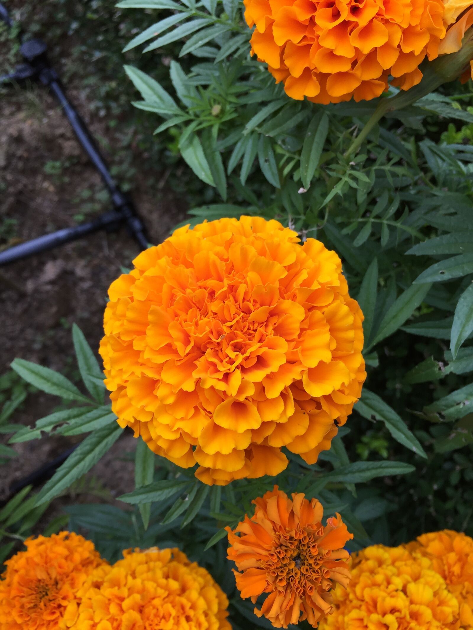 iPhone 6 Plus back camera 4.15mm f/2.2 sample photo. Nature, plants, flower photography