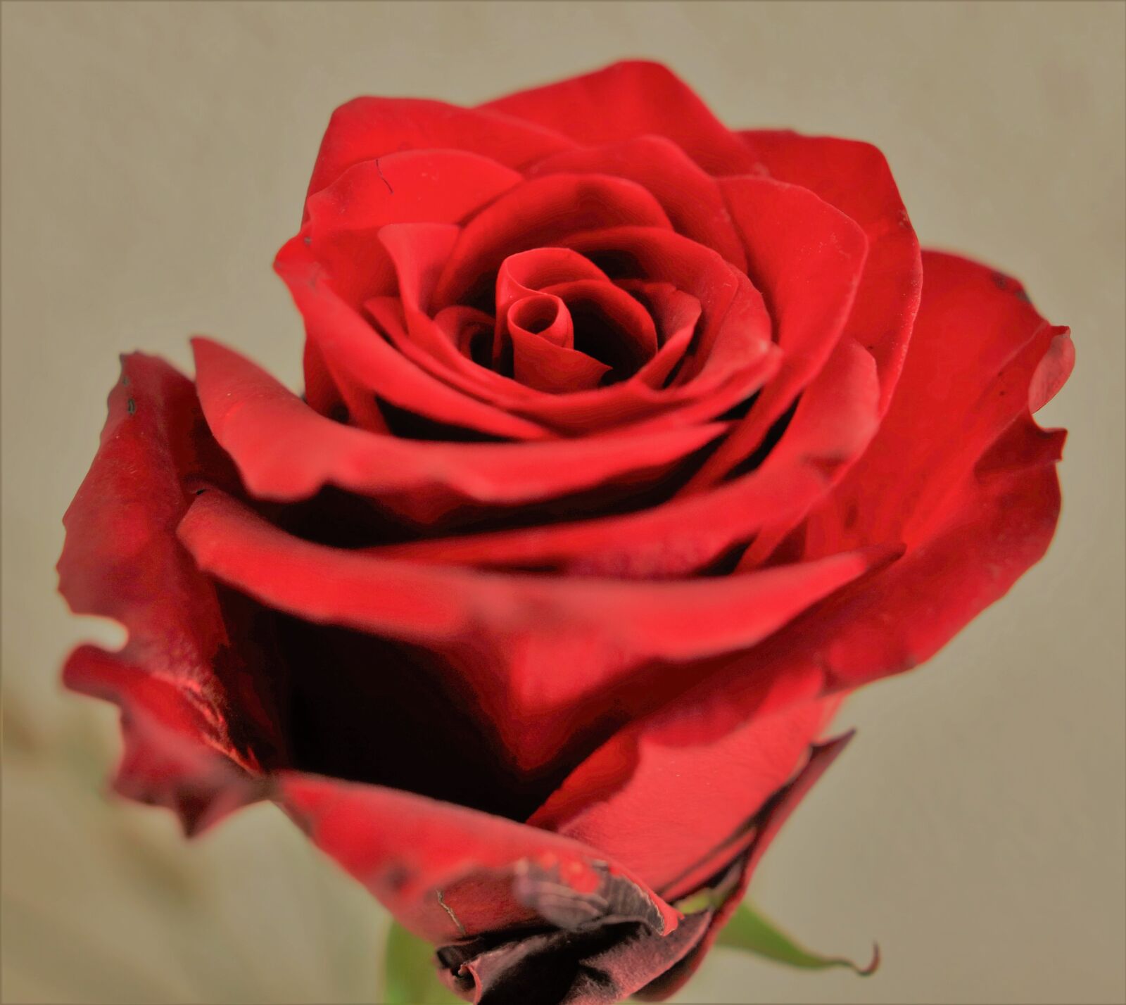 Canon EOS 5DS R sample photo. Flowers, roses, rose flower photography