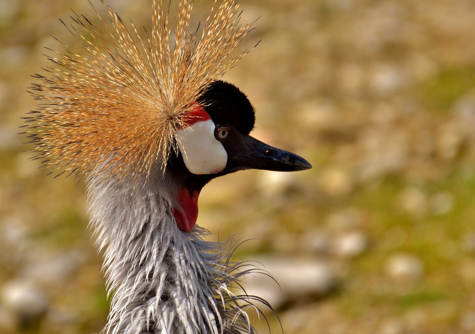 Nikon D3200 sample photo. Grey crowned crane, baleurica photography