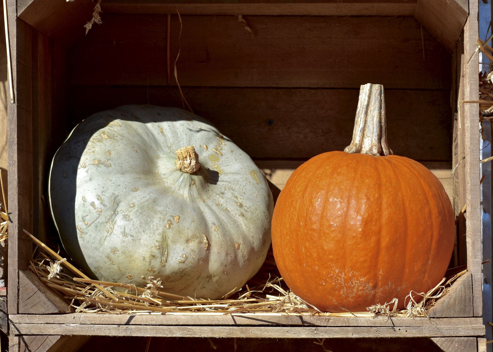 Nikon D3400 sample photo. Squash, pumpkin, hay photography
