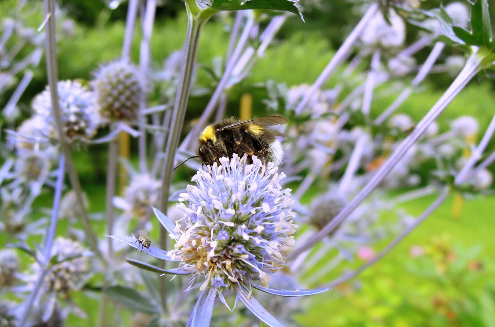 Nikon Coolpix P300 sample photo. Bumble-bee, insect, bug photography
