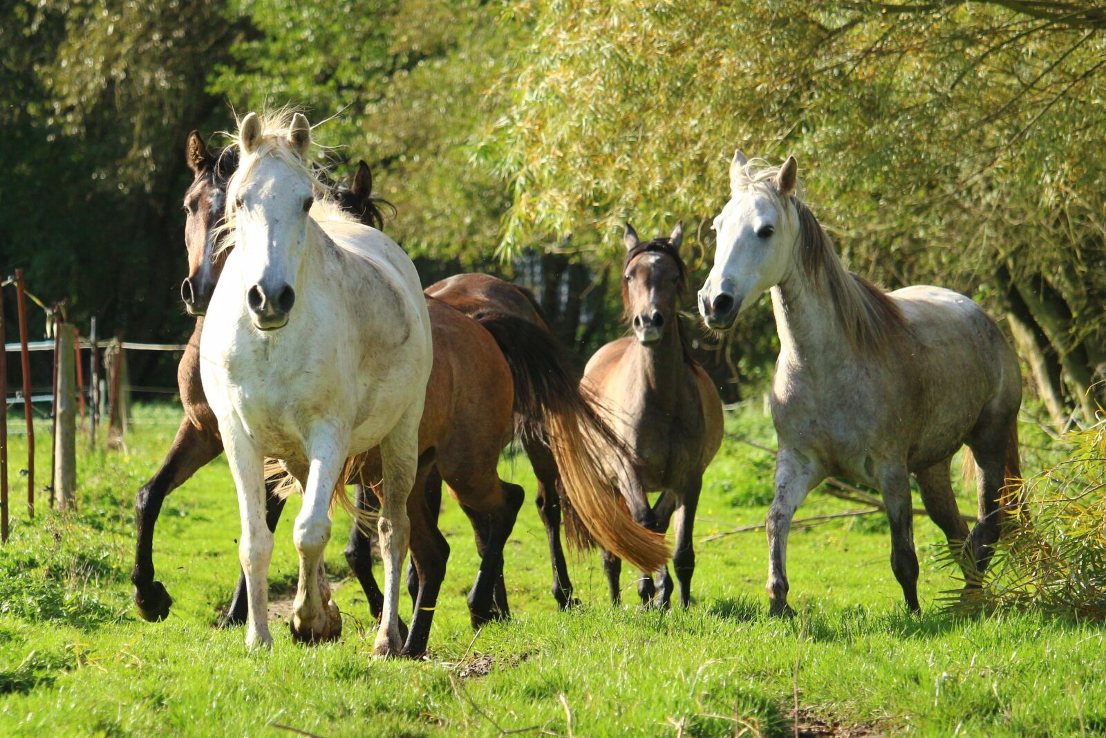 Canon EOS 100D (EOS Rebel SL1 / EOS Kiss X7) sample photo. Horse, flock, mold photography