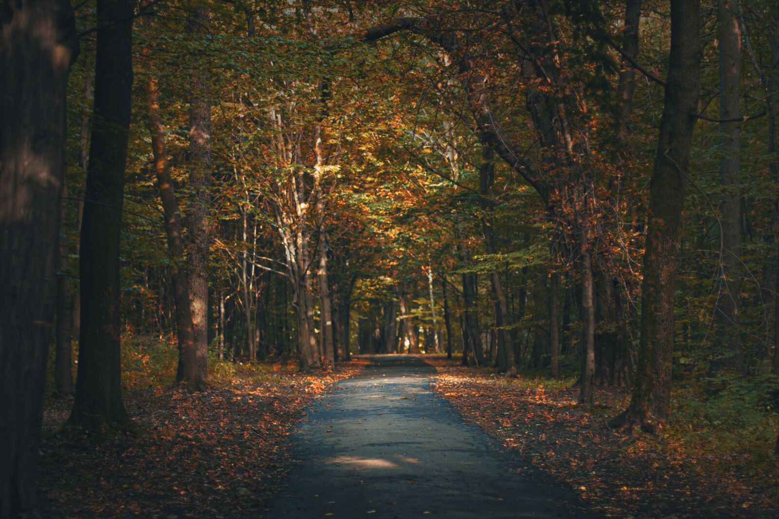 Canon EOS 40D sample photo. Autumn, season, tree photography