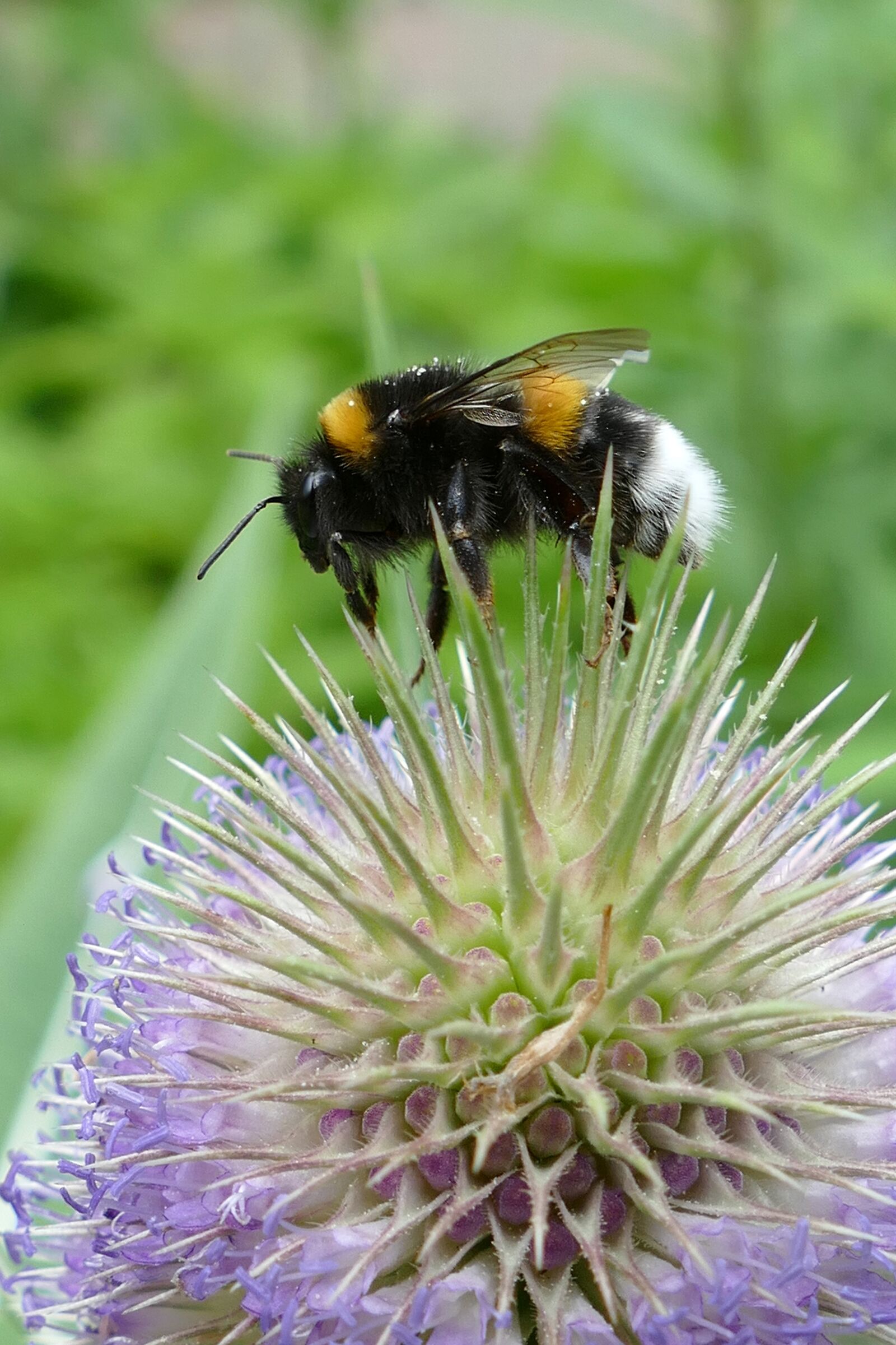 Panasonic Lumix DMC-FZ1000 sample photo. Kaardebol, dipsacus fullonum, bumblebee photography
