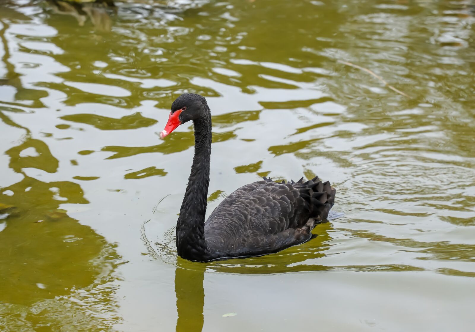 Canon EOS 6D Mark II sample photo. Swan, black, nature photography