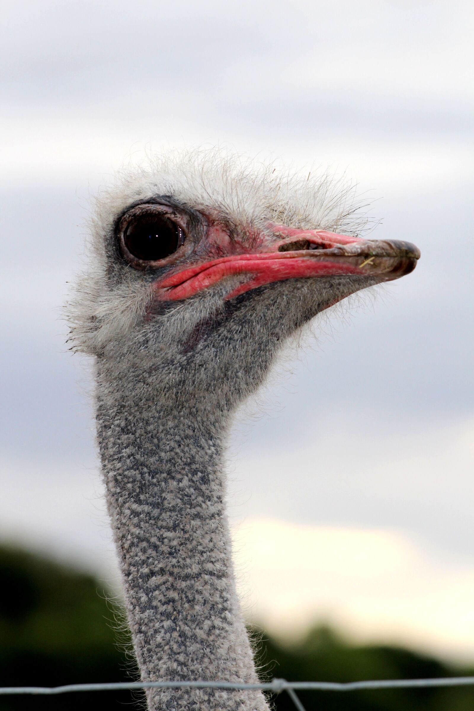 Canon EOS 700D (EOS Rebel T5i / EOS Kiss X7i) + Canon EF 70-300mm F4-5.6 IS USM sample photo. Ostrich, beak, eyes photography