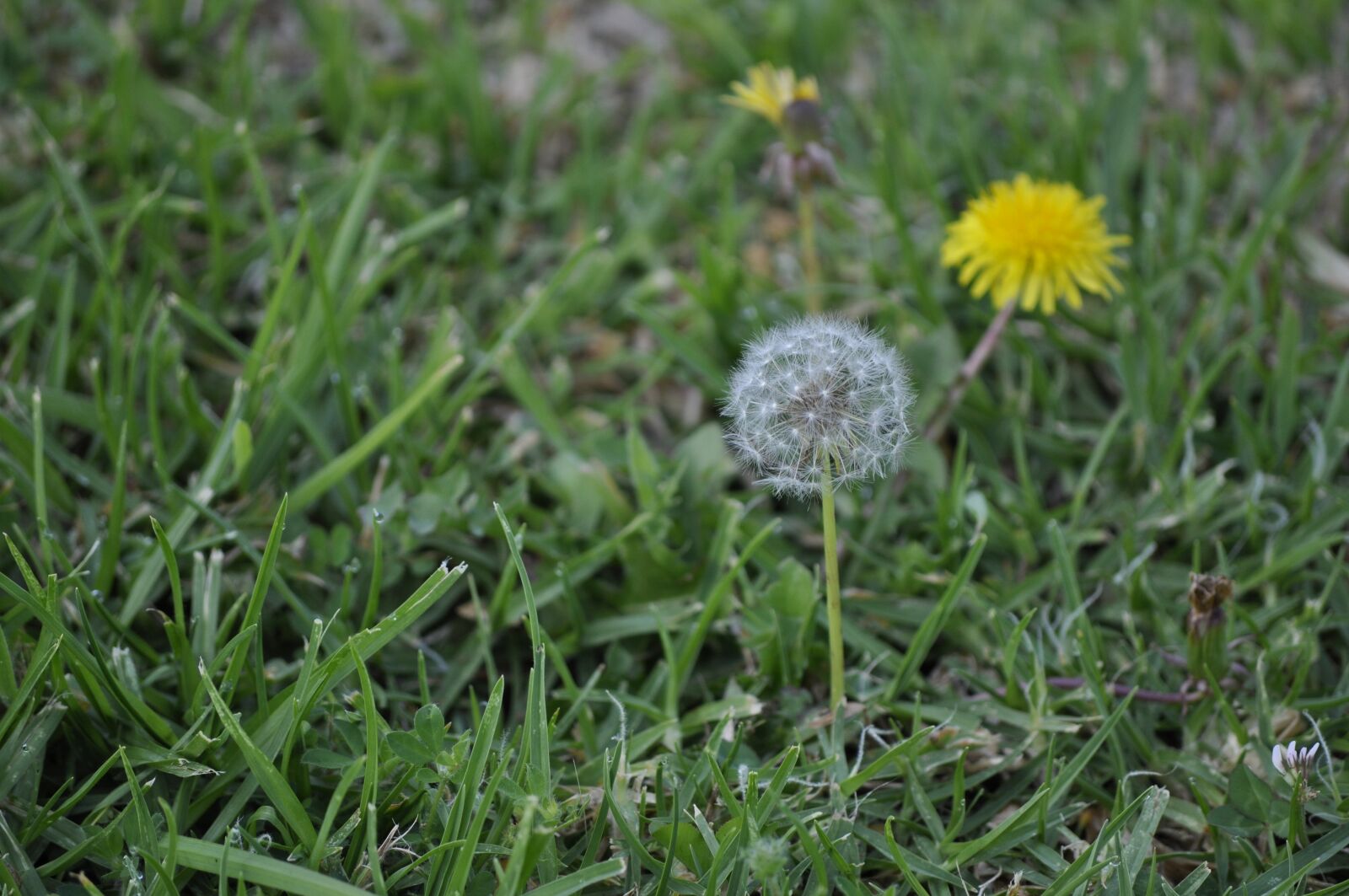 Nikon D90 sample photo. Dandelion, dandelion seeds, grass photography
