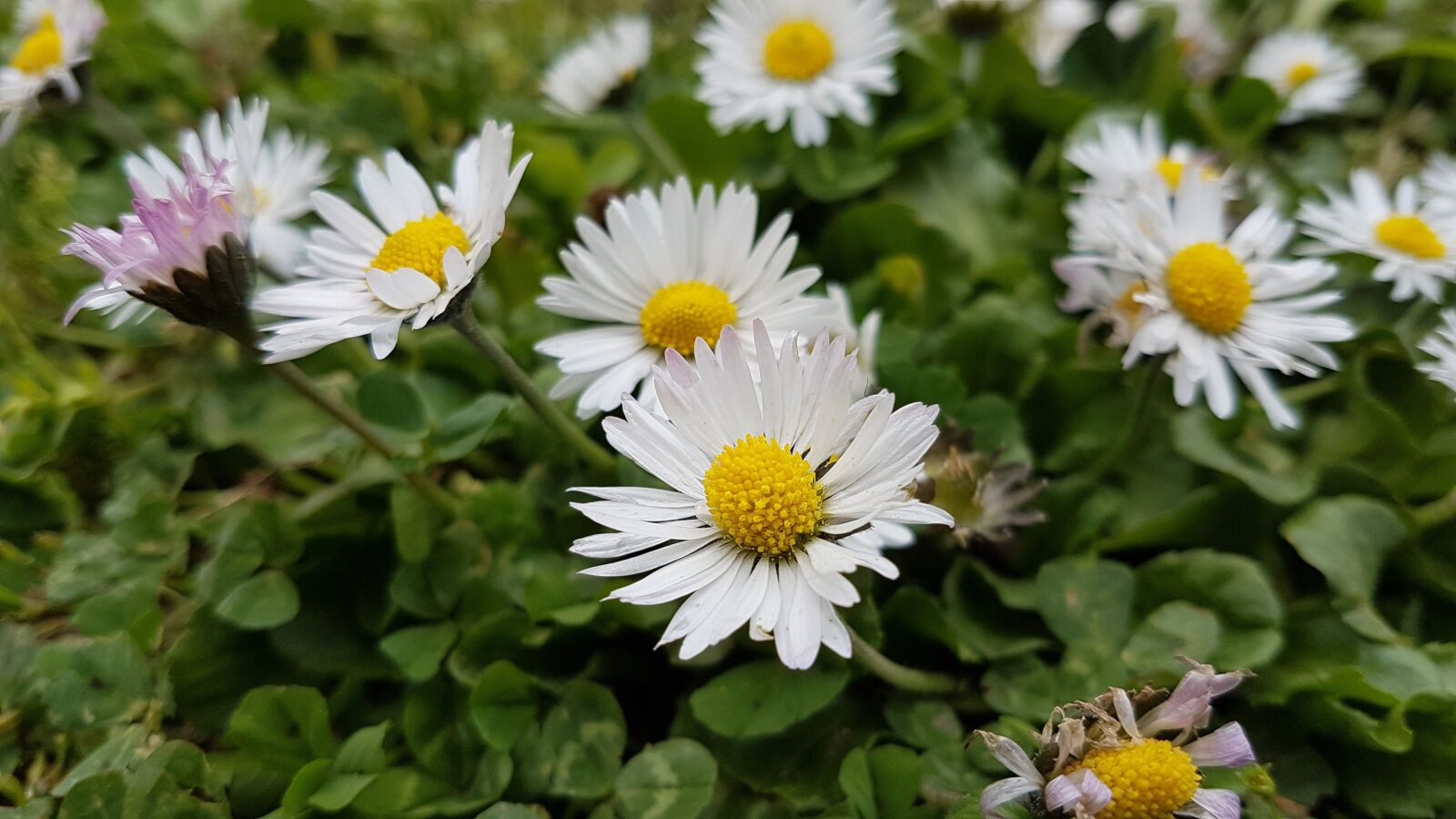 Samsung Galaxy S7 Edge sample photo. Chamomile, flower, nature photography