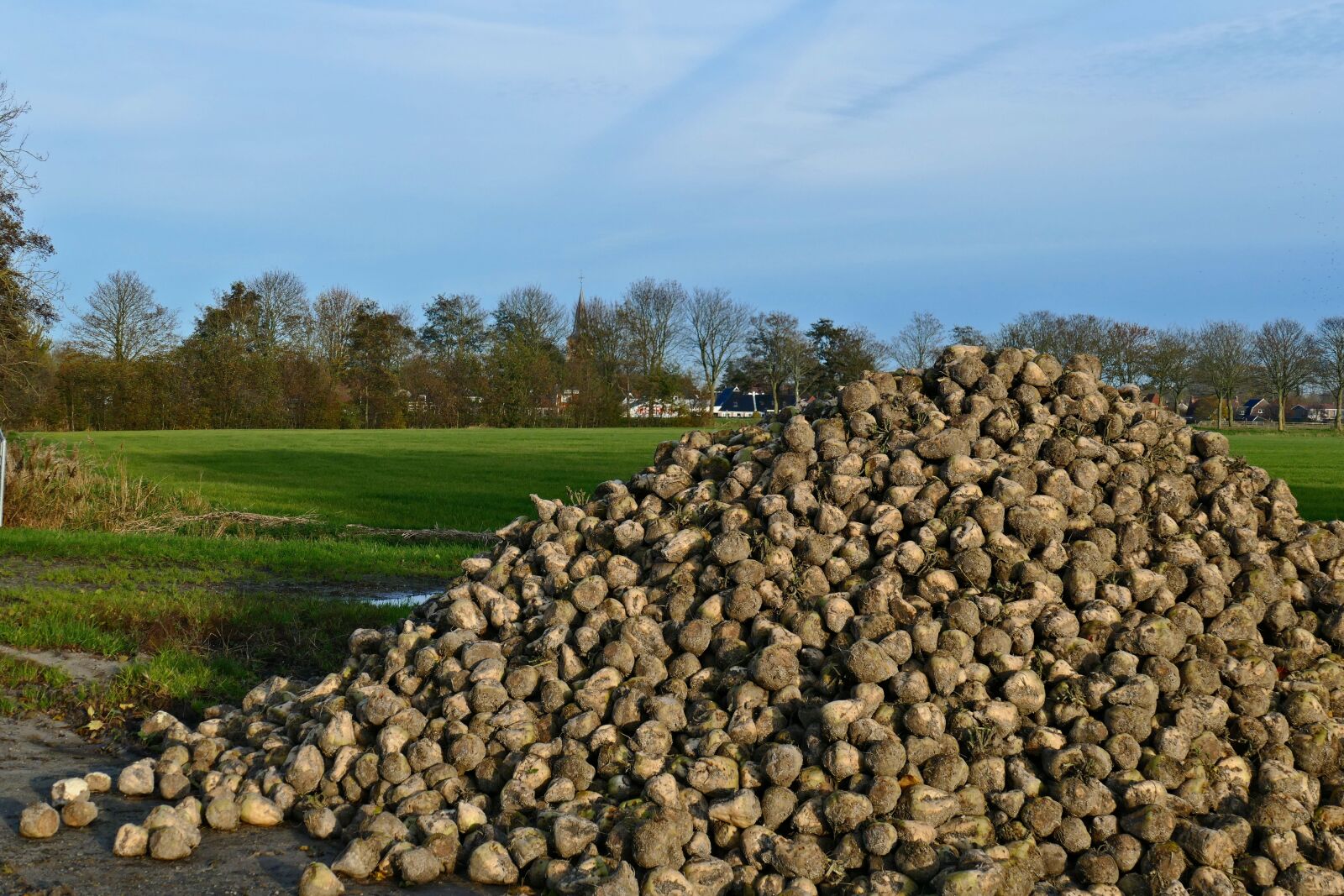 Panasonic Lumix DMC-FZ1000 sample photo. The maximum, sugar beet photography