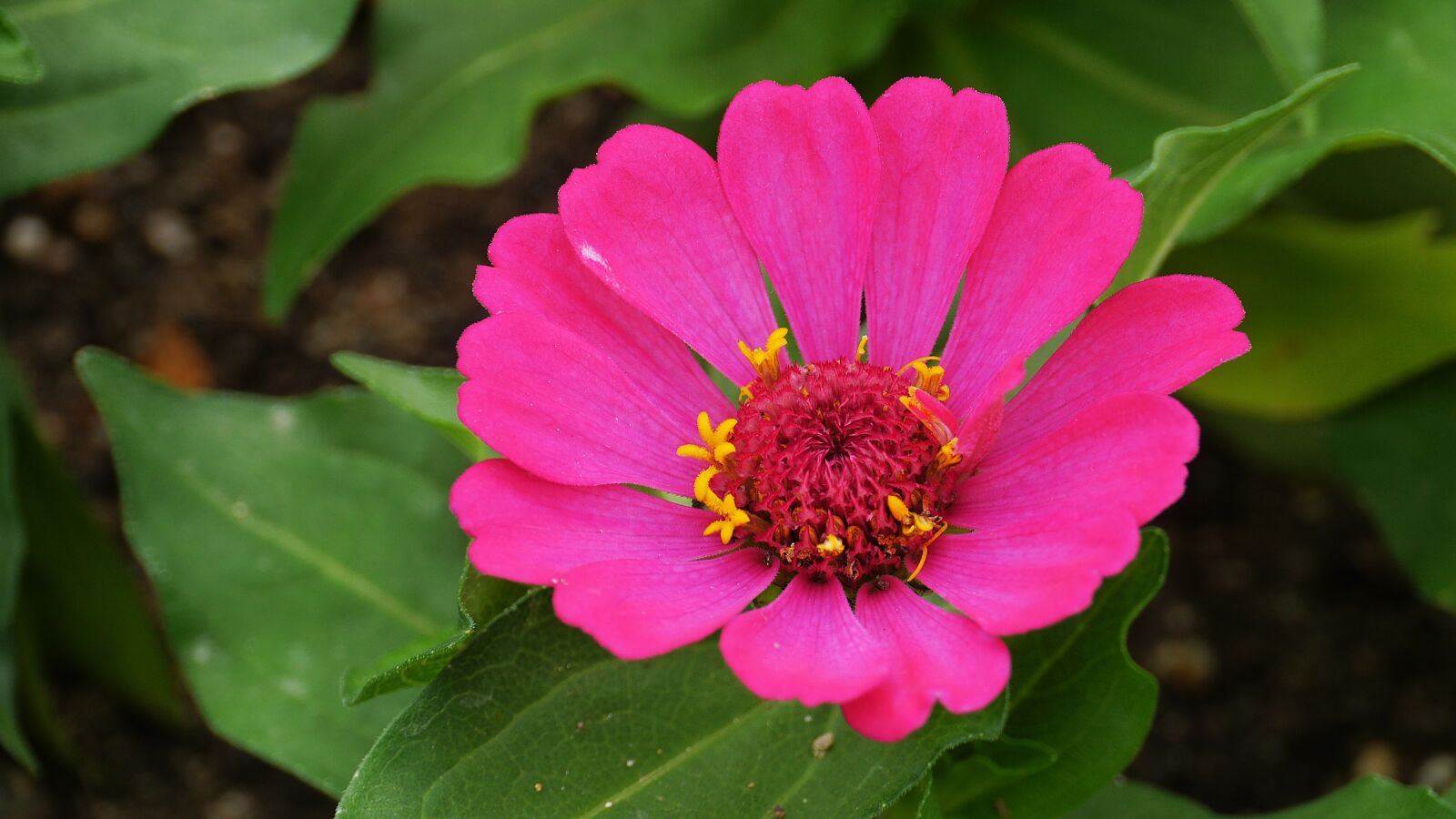 Panasonic Lumix DMC-GH3 sample photo. Flowers, this type, abstract photography