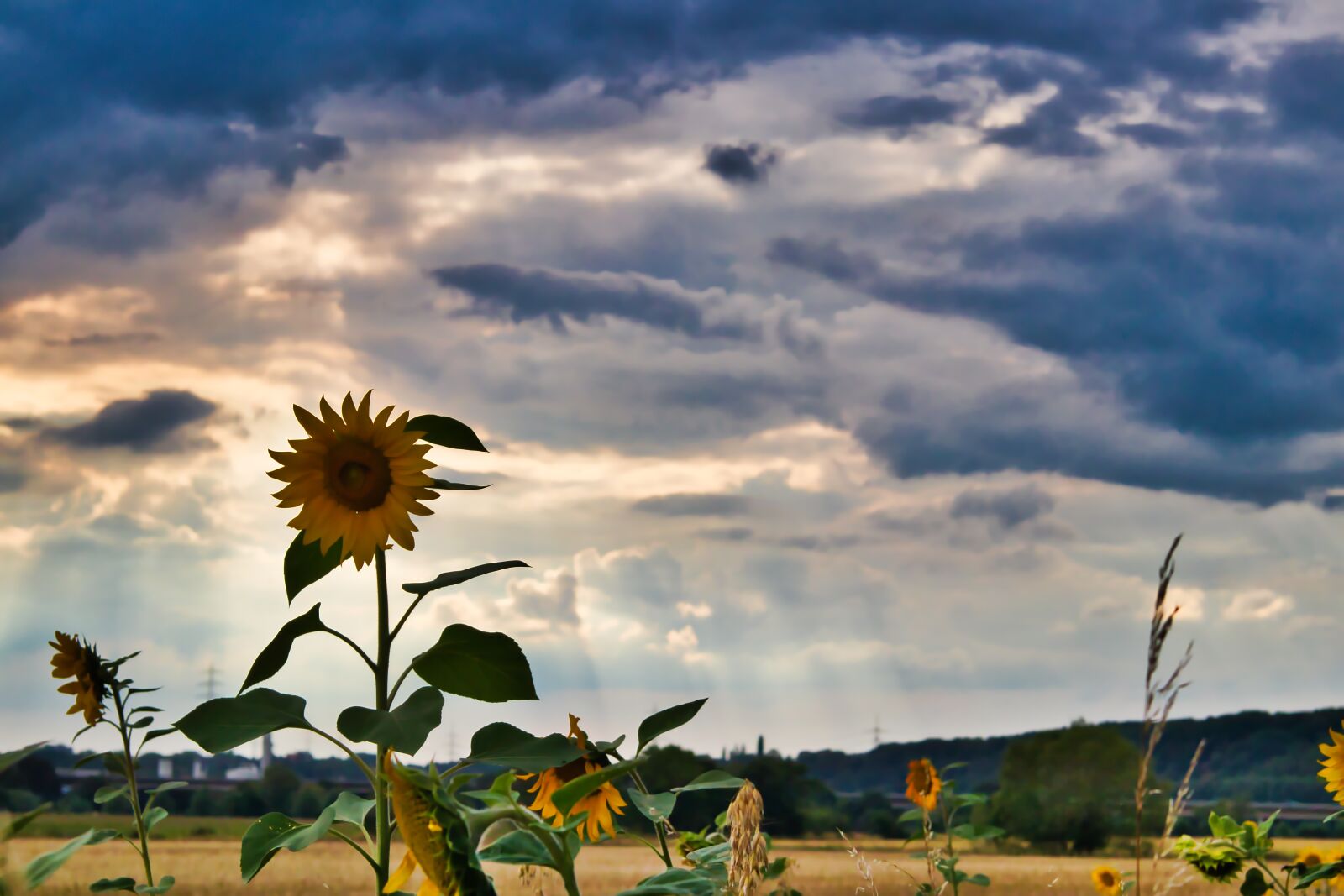 Canon EOS 80D sample photo. Sunflower, summer, yellow photography