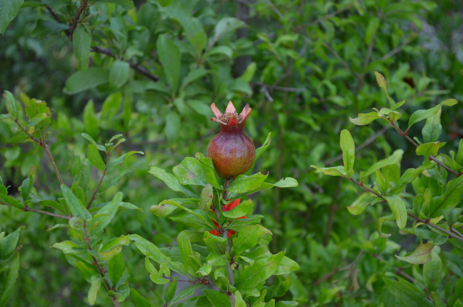 Nikon D5100 sample photo. Tree, flower, pomegranate photography