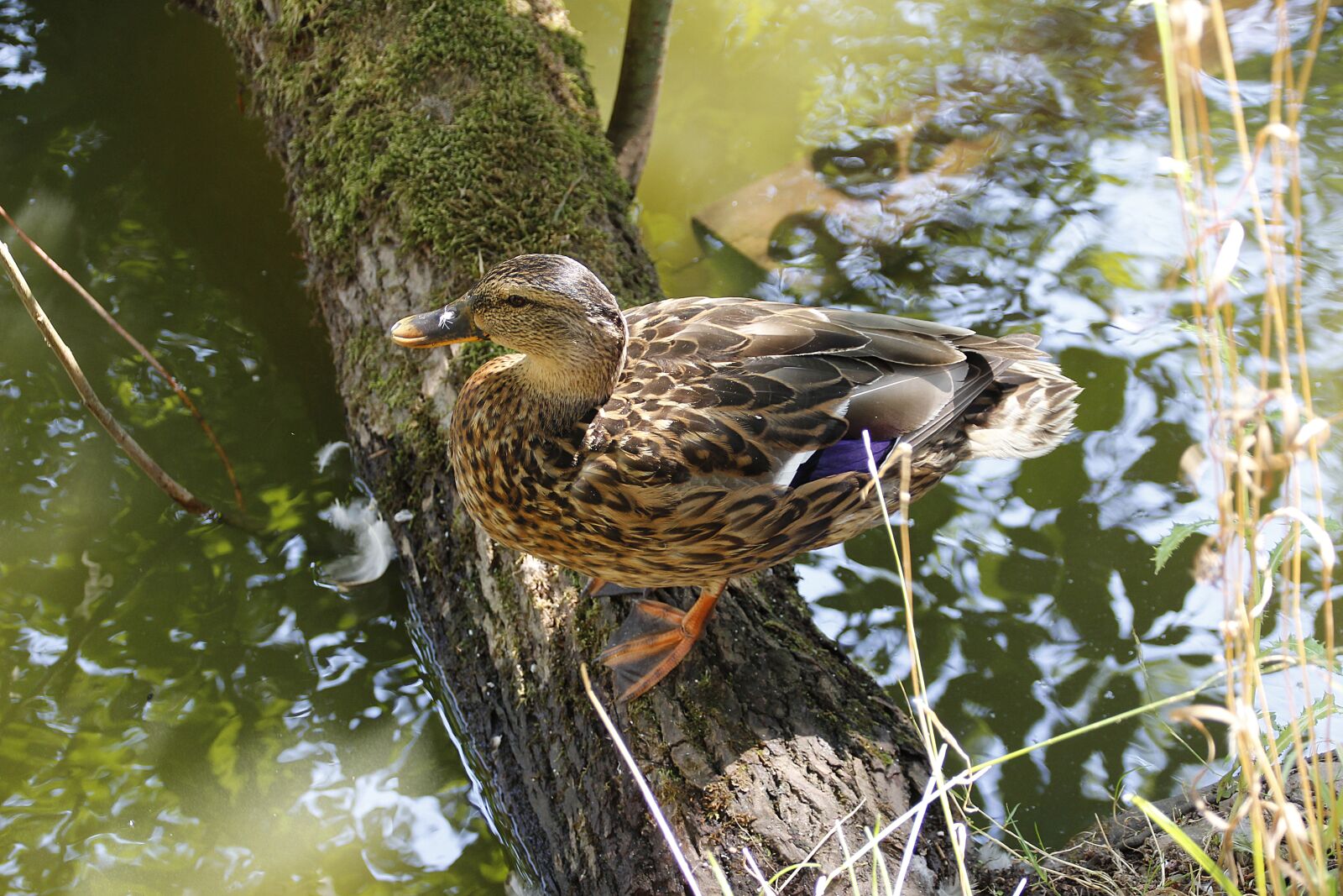Canon EOS 700D (EOS Rebel T5i / EOS Kiss X7i) sample photo. Duck, water, water bird photography