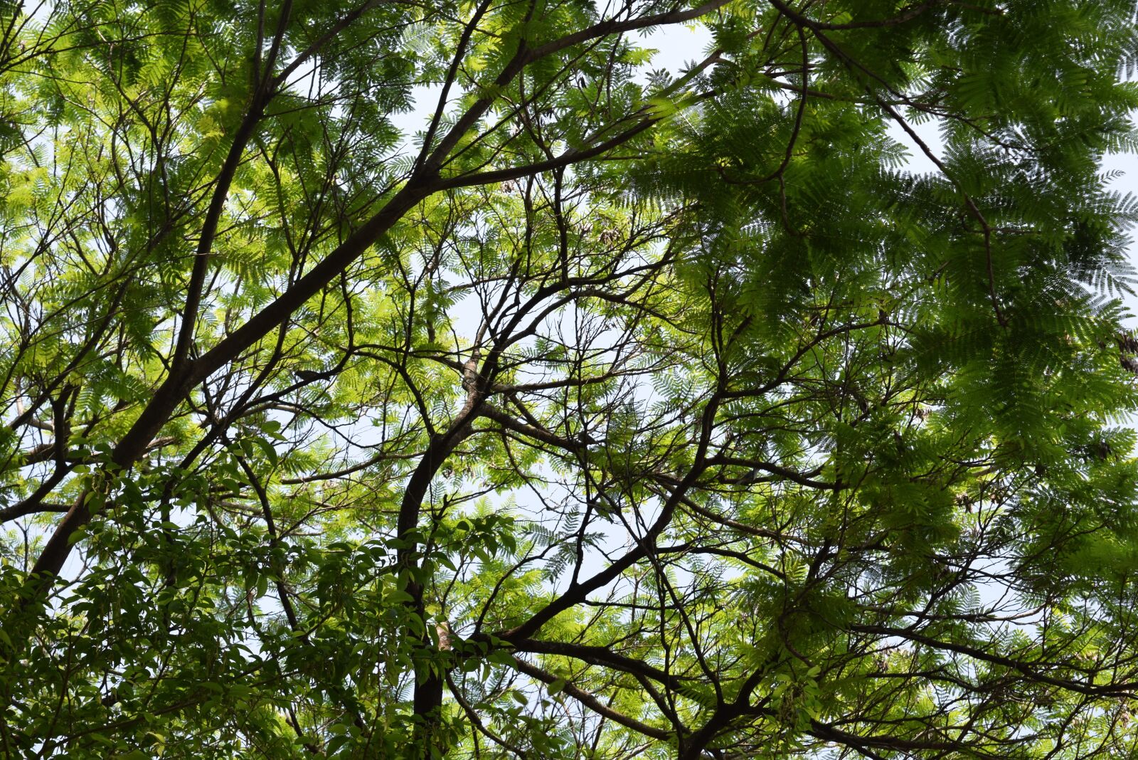 Nikon D5300 sample photo. Tree, branches, leaf photography