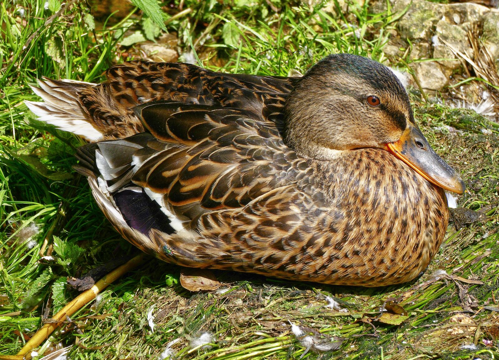 Panasonic Lumix DMC-FZ1000 sample photo. Duck, mallard, mallard female photography