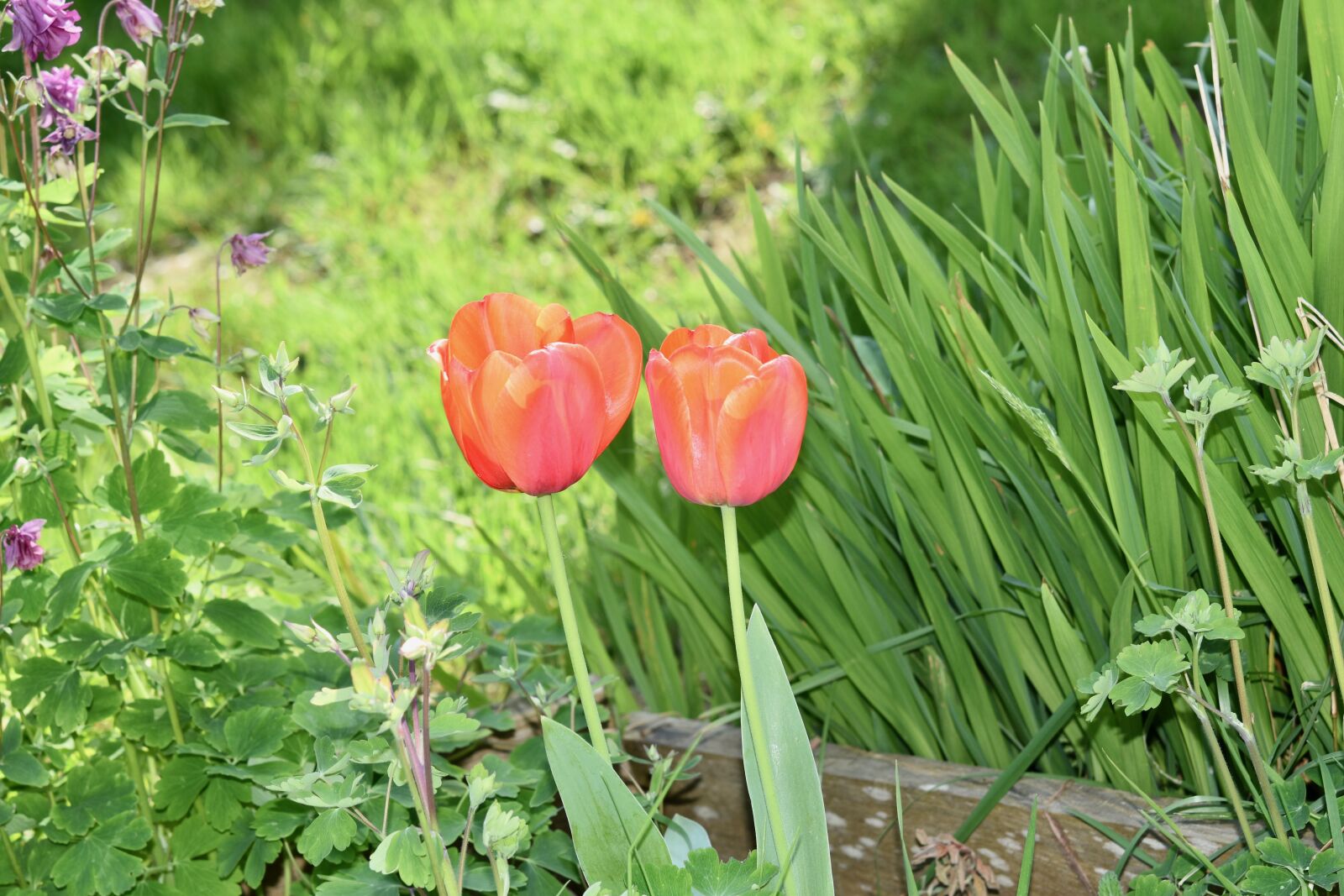 Nikon D5600 sample photo. Flower, tulip, spring-flowering photography