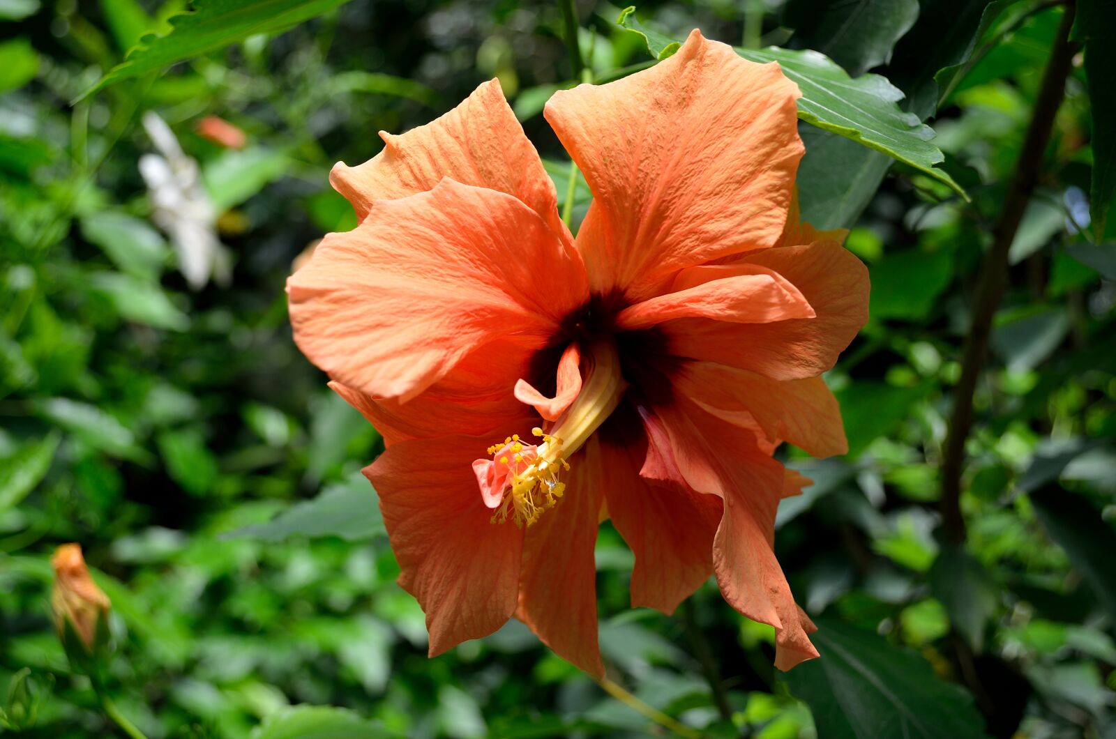 Nikon D5100 sample photo. Flora, flowers, bloom photography