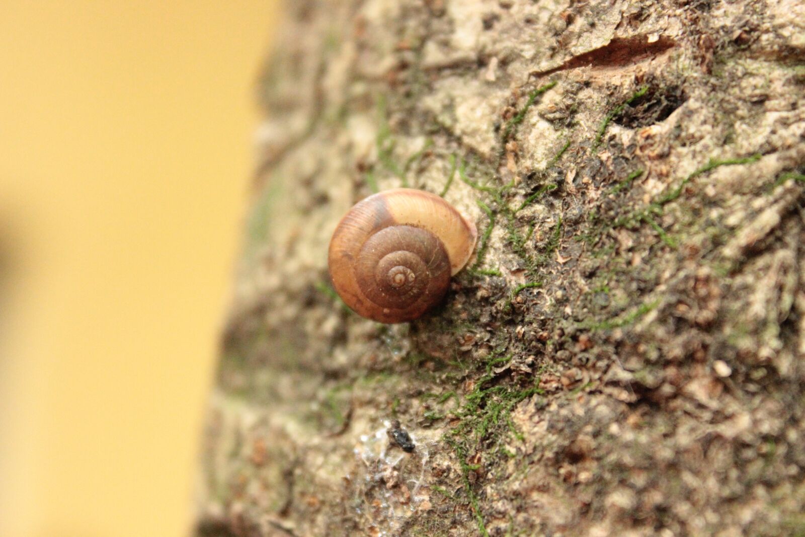 Canon EOS 600D (Rebel EOS T3i / EOS Kiss X5) sample photo. Snail, flying, nature photography