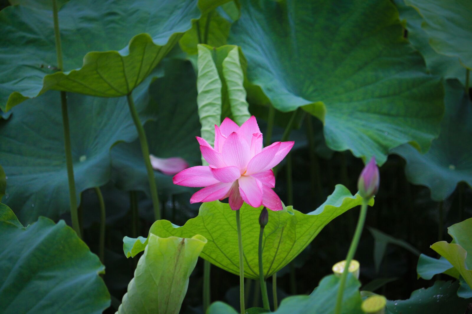 Canon EOS 700D (EOS Rebel T5i / EOS Kiss X7i) sample photo. Lotus, scenery photography