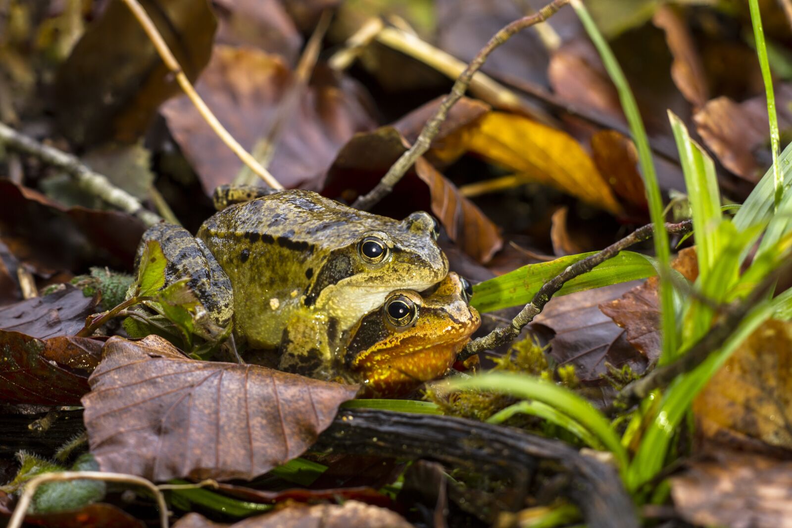 Canon EOS 7D sample photo. Frog, pairing, nature photography