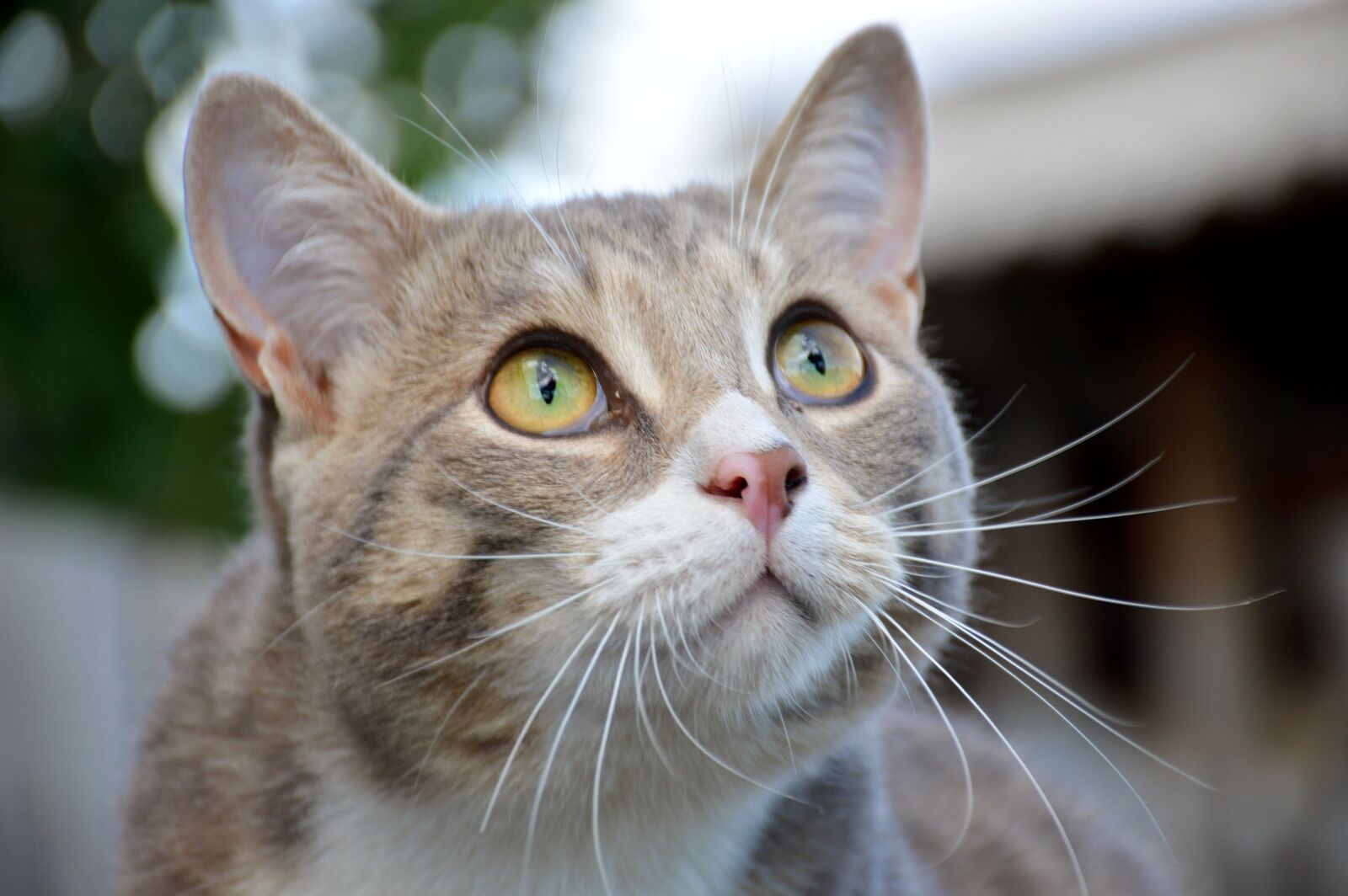 Nikon D3200 sample photo. Cat, view, green photography
