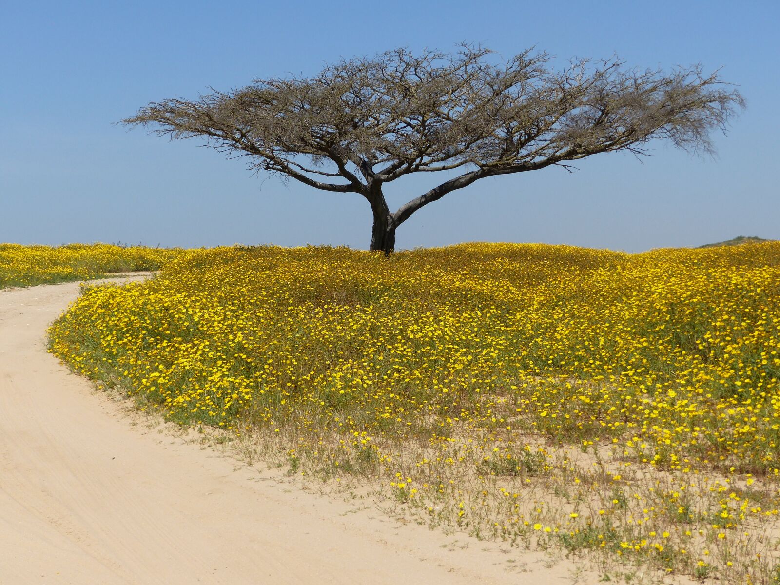 Panasonic Lumix DMC-FZ200 sample photo. Tree, desert, negev photography