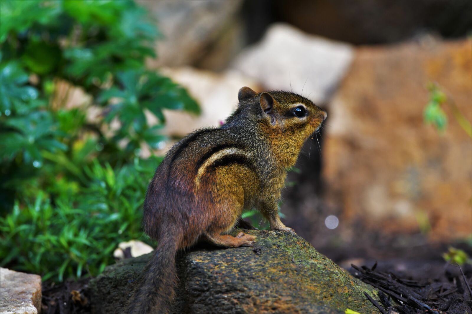 Nikon D850 sample photo. Chipmunk, rodent, squirrel photography