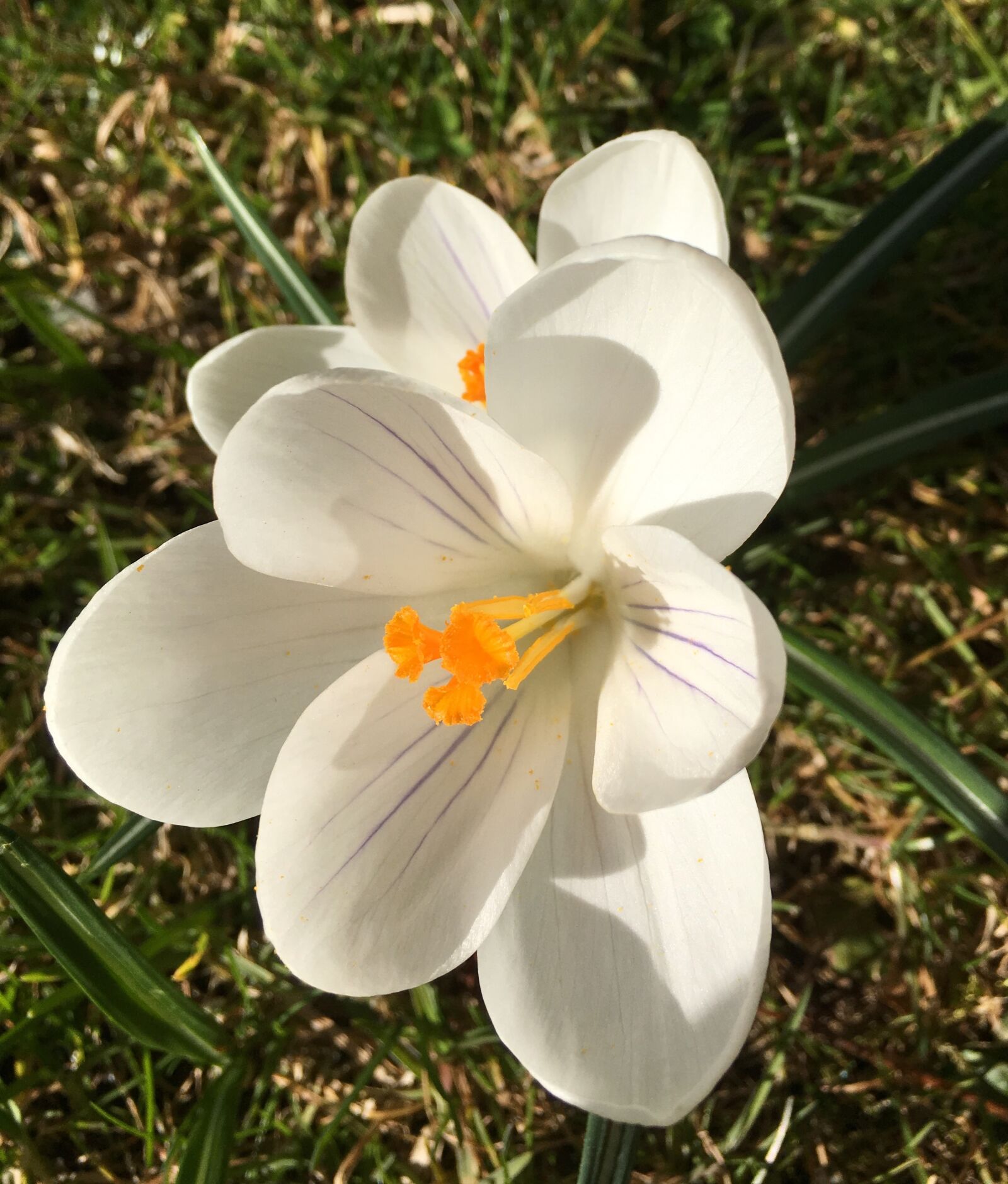 Apple iPhone 6s sample photo. Crocus, flower, bulbous plants photography