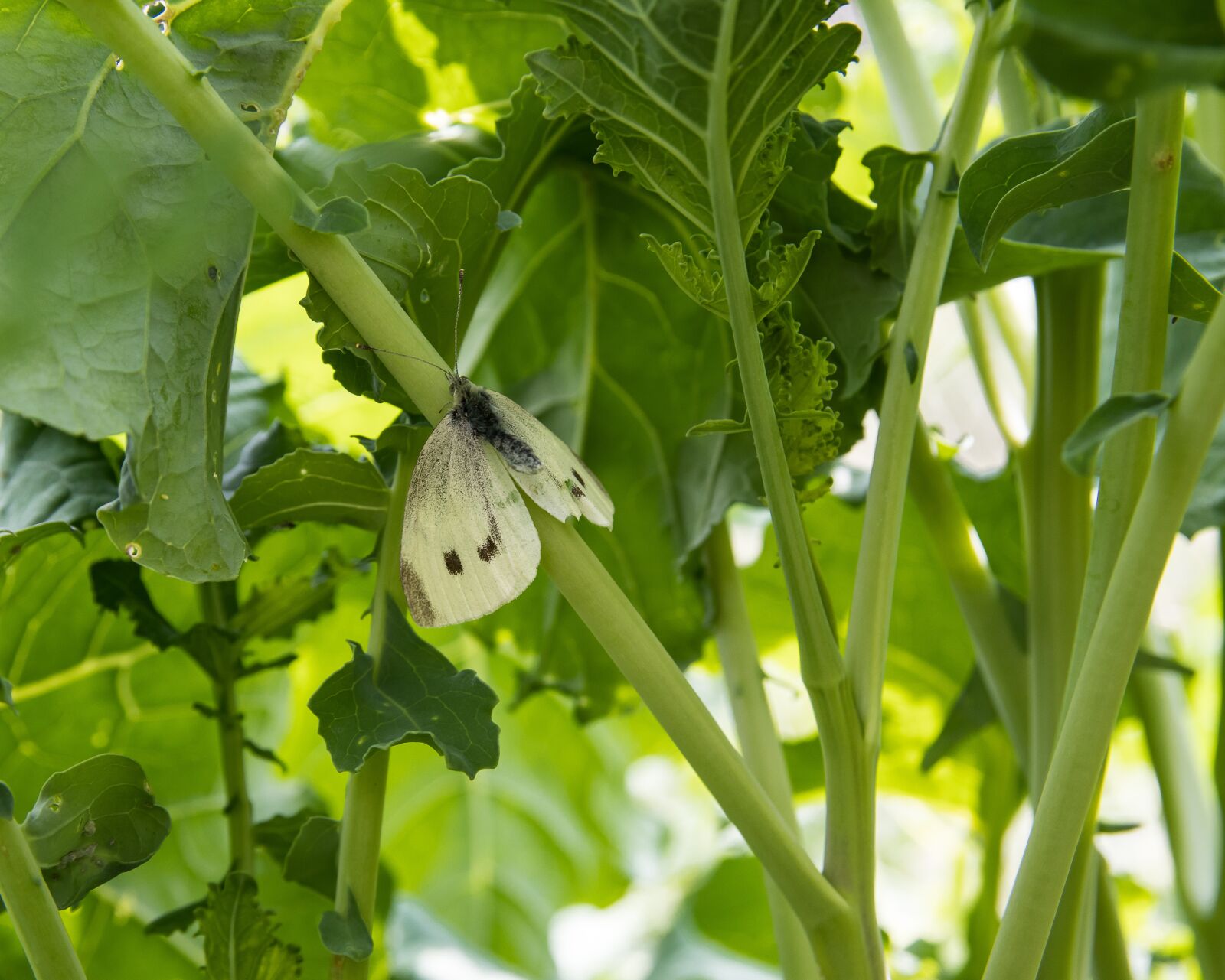 Canon EOS 80D sample photo. White, butterfly, animal photography