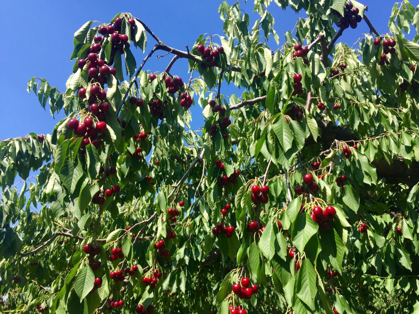 Apple iPhone 6 sample photo. Cherry tree, cherries, fruits photography
