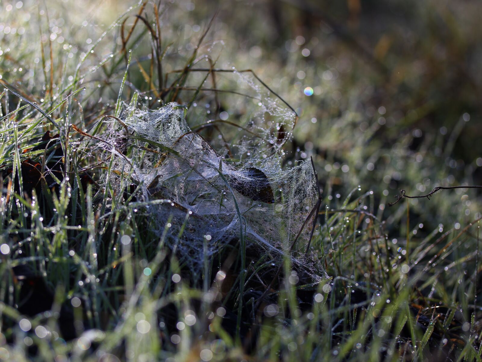 Canon EF-S 60mm F2.8 Macro USM sample photo. Grass, frozen, drops photography