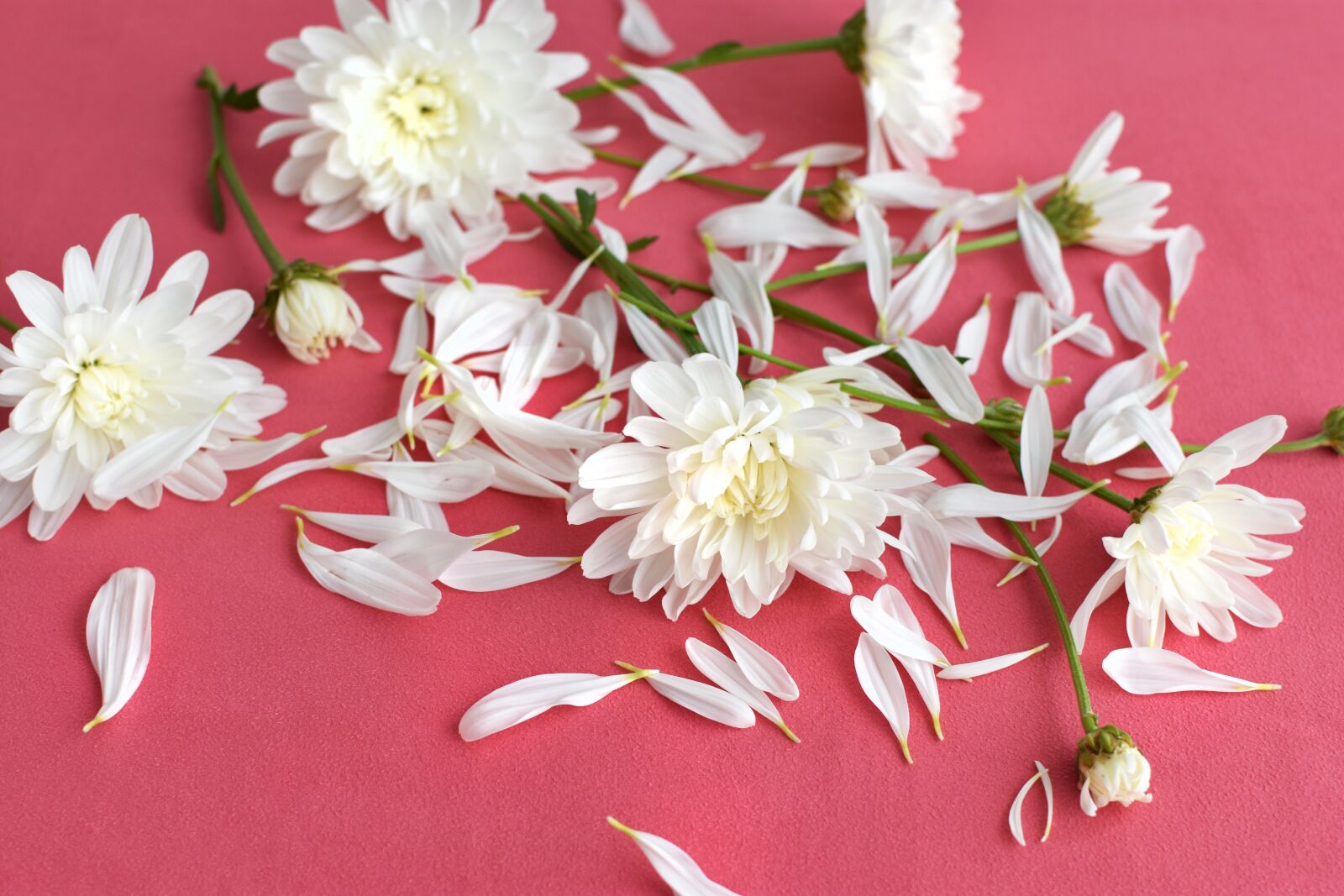 Nikon D3400 sample photo. Flowers, dahlias, autumn photography