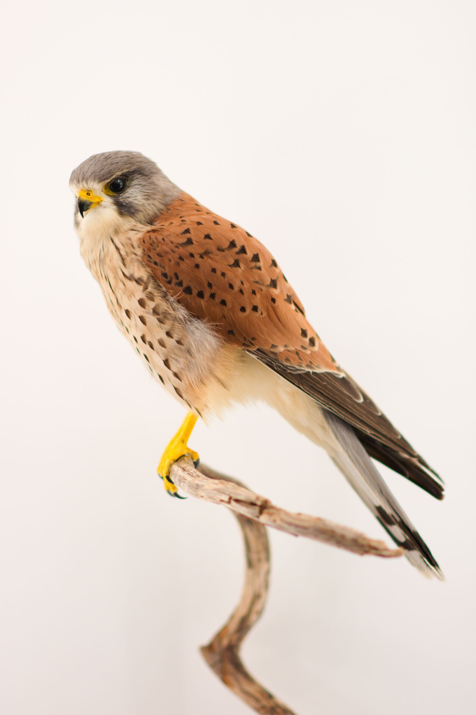 Nikon D7200 sample photo. Bird, bird of prey photography