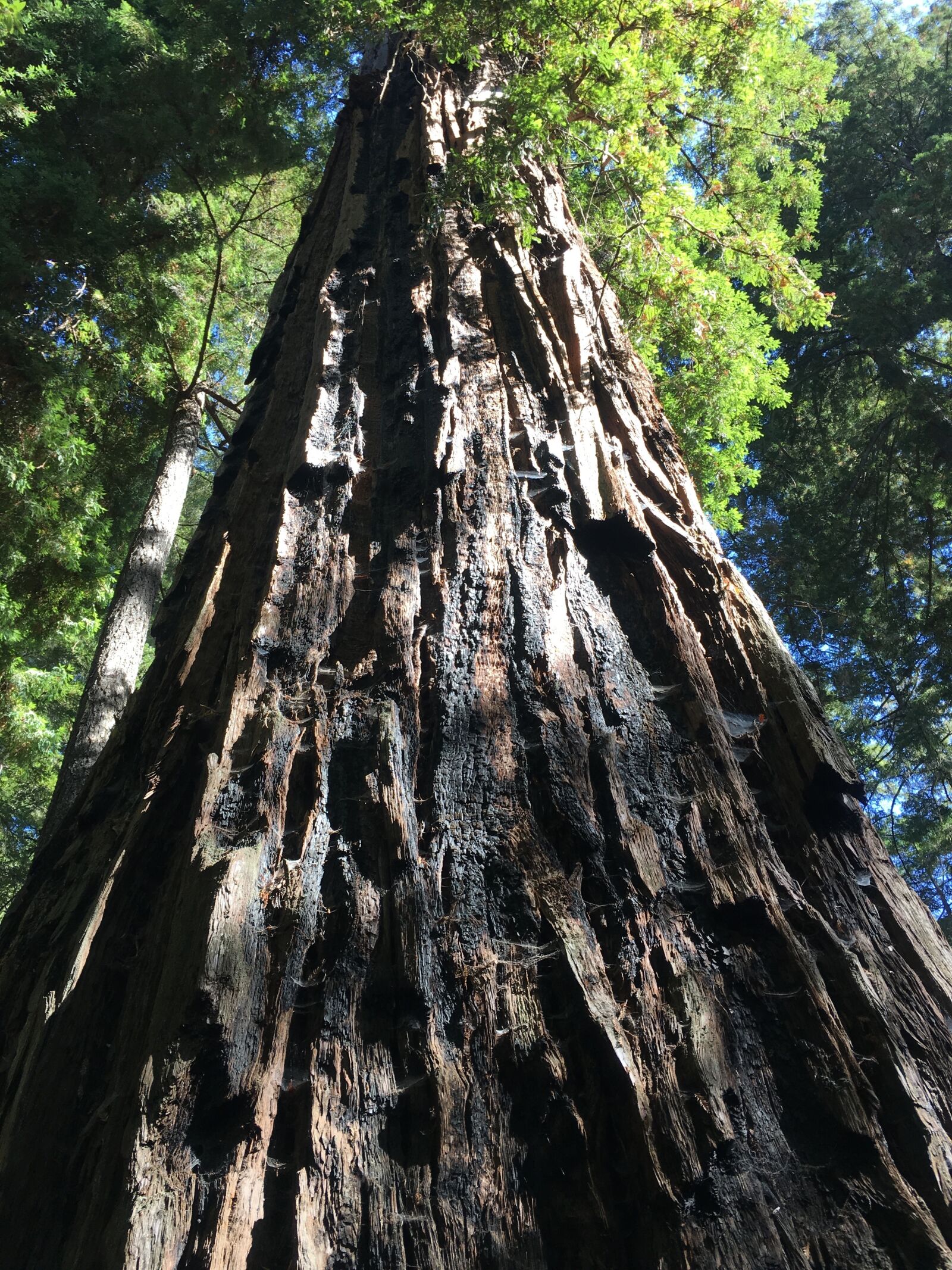 Apple iPhone 6s Plus sample photo. Redwoods, forest, giant trees photography