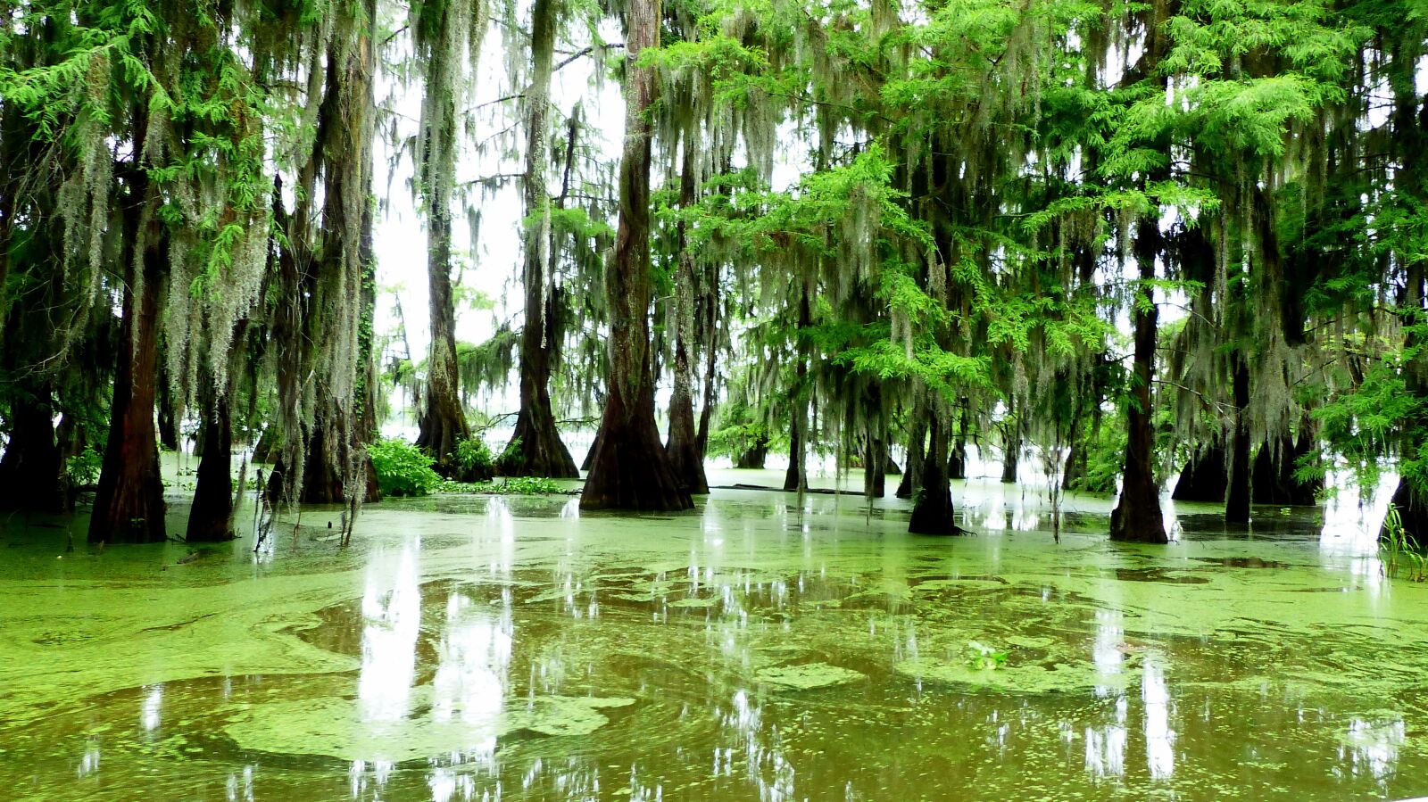 Panasonic Lumix DMC-FZ200 sample photo. Bayou, louisiana, marsh photography